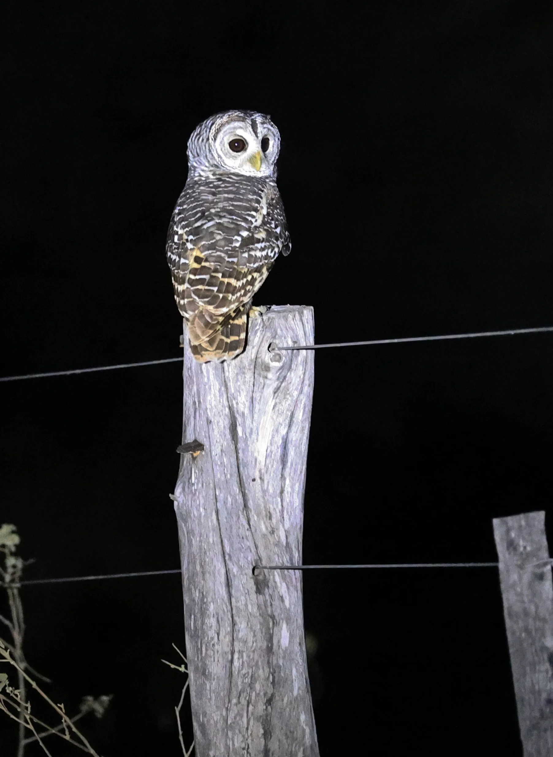 Chaco Owl (Strix chacoensis) Fortin Toledo Paraguay (10).jpg