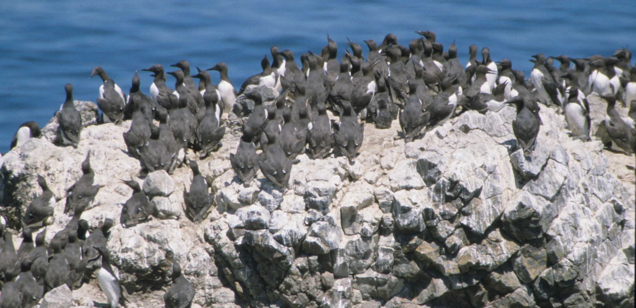 Uria aalge - COMMON MURRE - YAQUINA HEAD OREGON (3).jpg