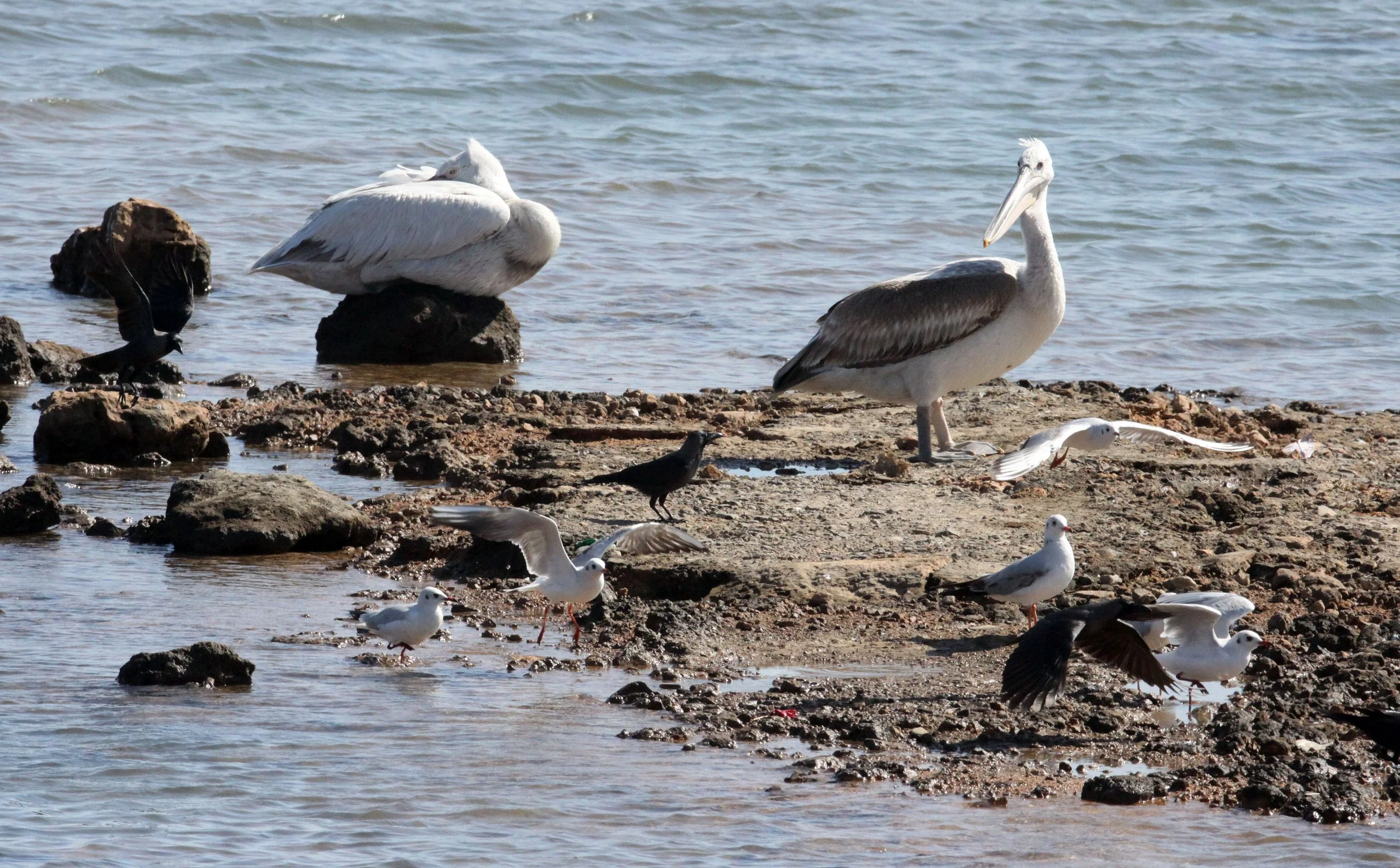 Pelecanus crispus - DALMATIAN PELICAN - SOMCHAT GUJARAT INDIA (3).JPG