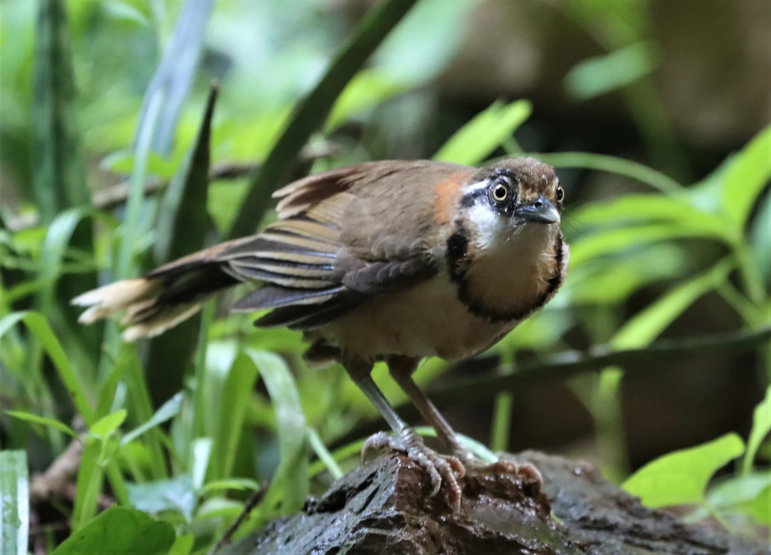 LAUGHINGTHRUSH - LESSER NECKLACED LAUGHINGTHRUSH - Garrulax monileger - KAENG KRACHAN  NEUNG HIDE (2).jpg