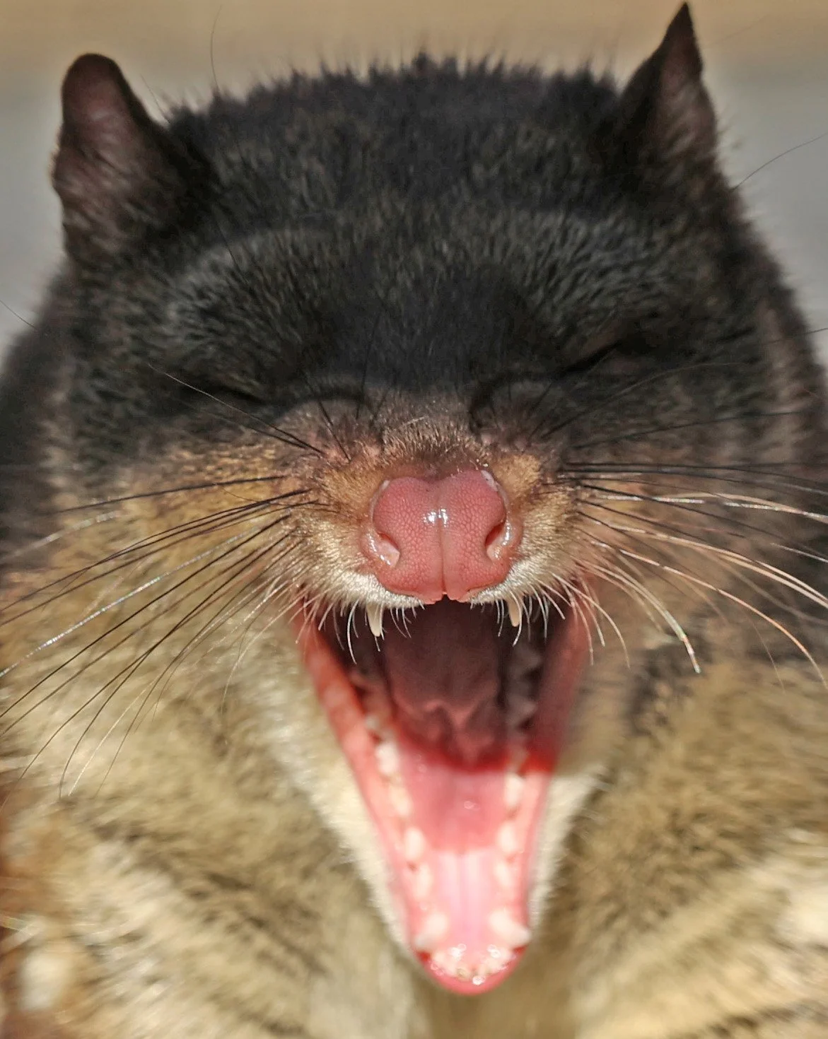 Spotted-tailed Quoll (Dasyurus maculatus) Cradle Mountain NP - Tasmania 