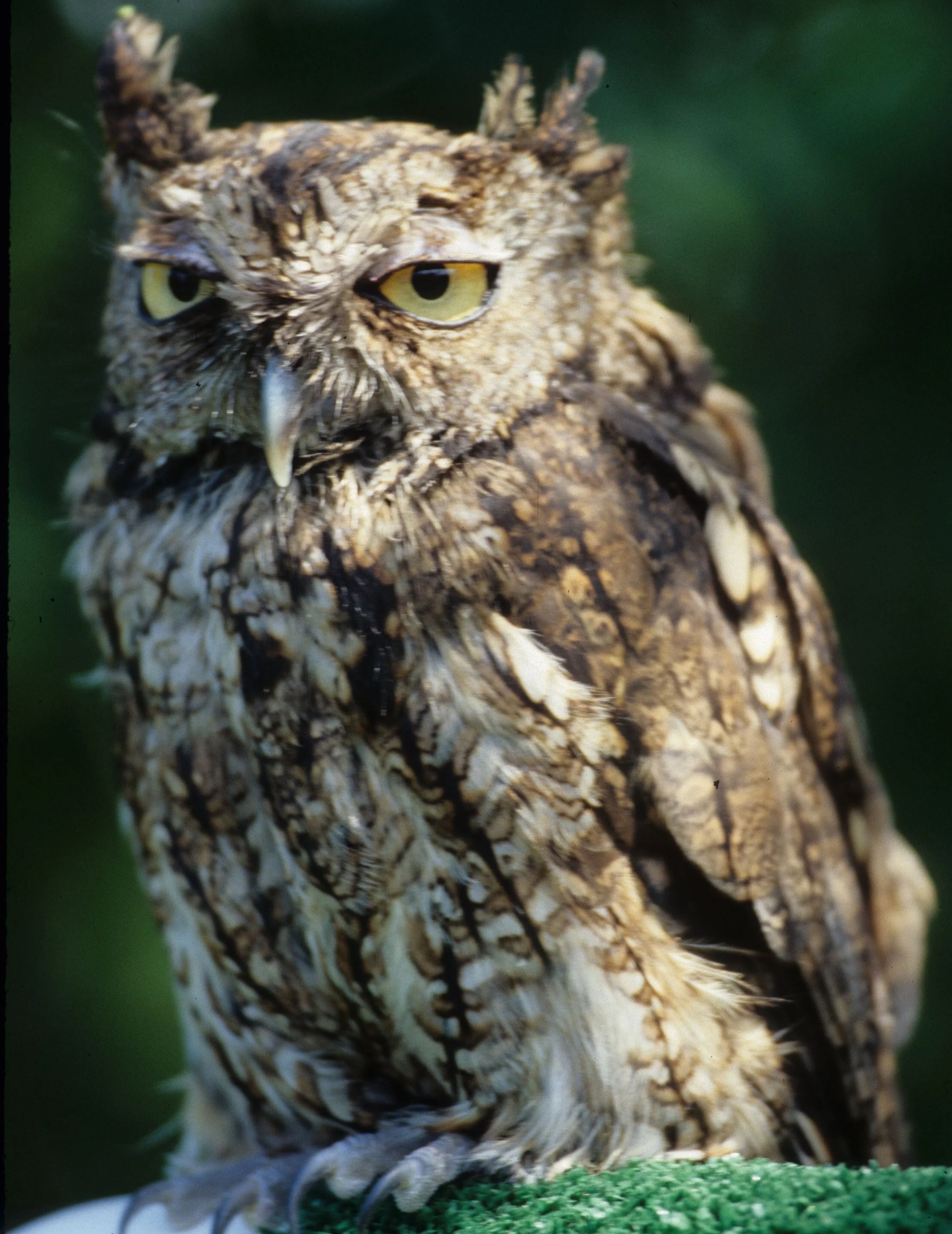 BIRD - OWL - SCREECH - OP B.jpg