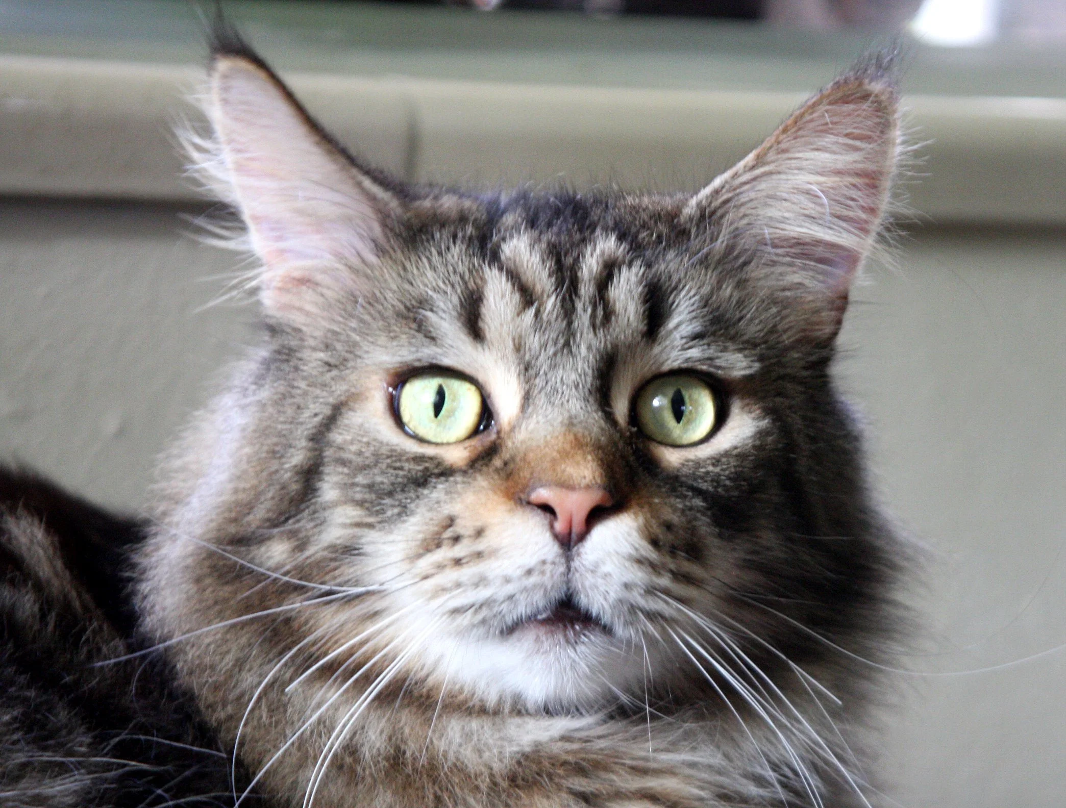 2009-10-31 CAT (4).JPG