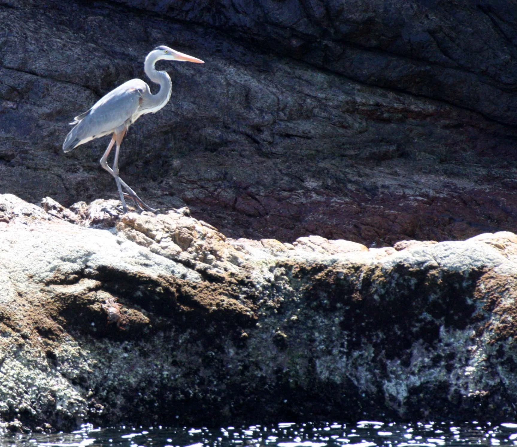 HERON - GREAT BLUE HERON- Ardea herodias - ISLA CATALINA BAJA MEXICO (10).JPG