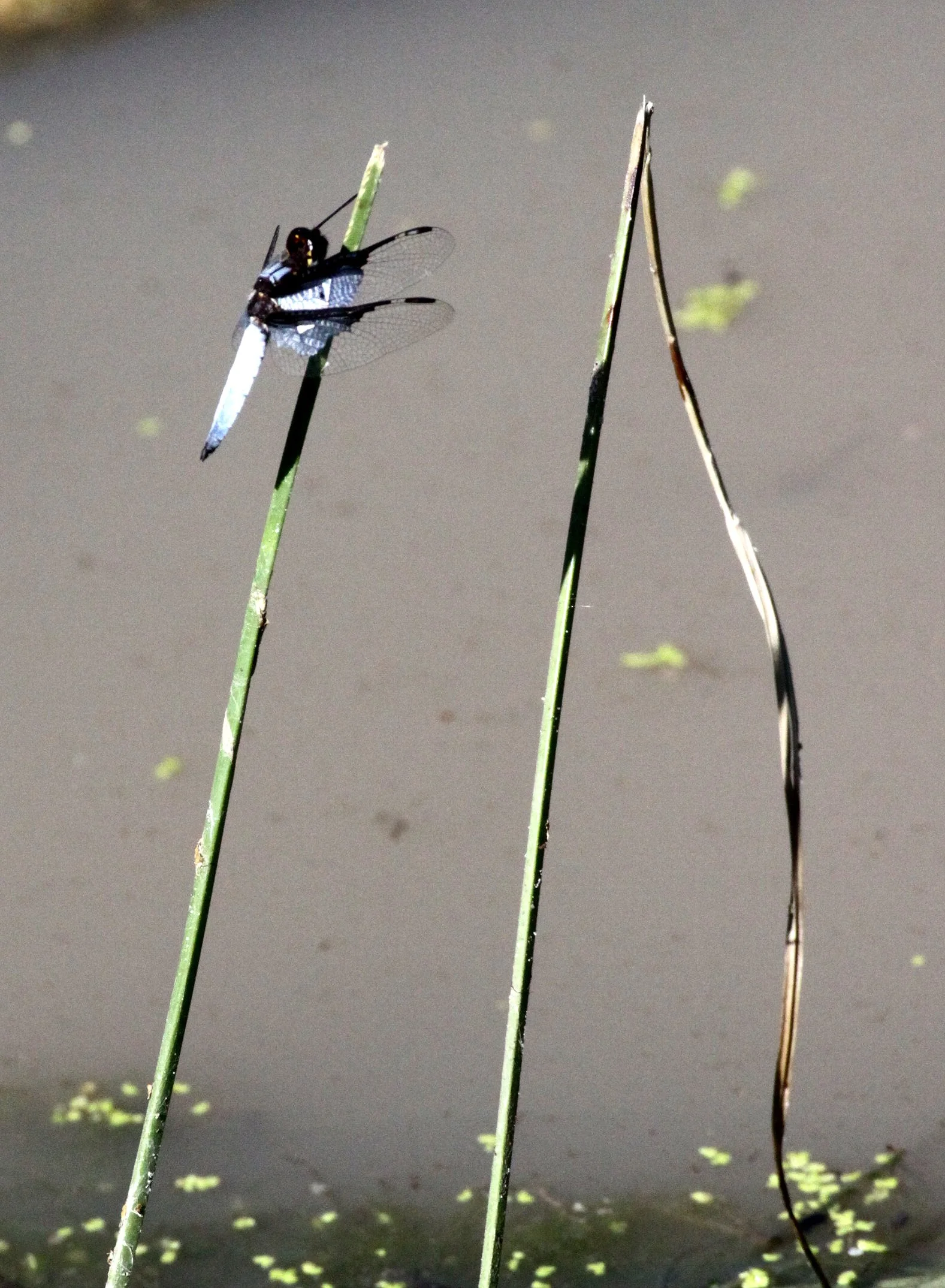 Odonata species19 - Andohahela Madagascar (2).JPG