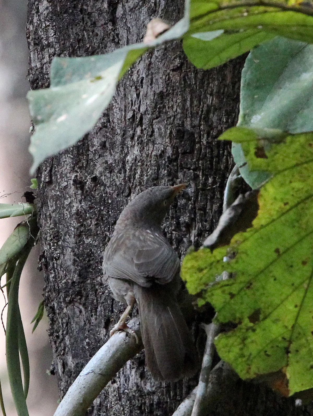 BIRD - BABBLER - JUNGLE BABBLER - THATTEKAD NATURE RESERVE KERALA INDIA (2).JPG