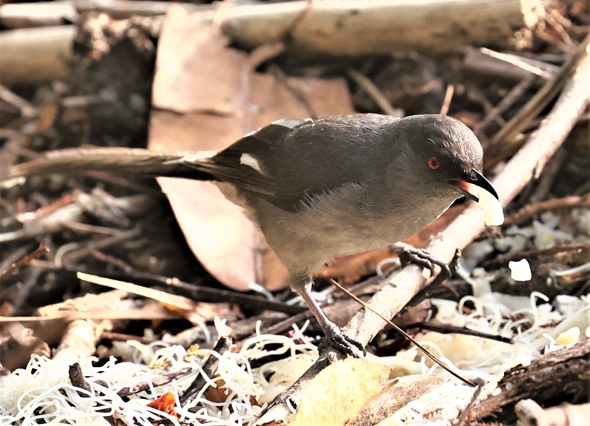 Heterophasia picaoides - LONG-TAILED SIBIA - FRASER'S HILL, MALAYSIA JUNE 2022 (12).jpg