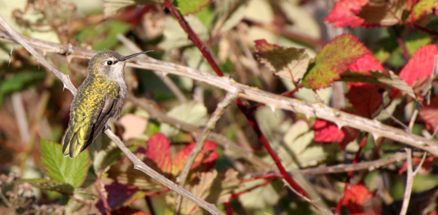 Selasphorus rufus - RUFOUS HUMMINGBIRD - JUVENILE FEMALE - EDMONDS MARSH WA (4).JPG
