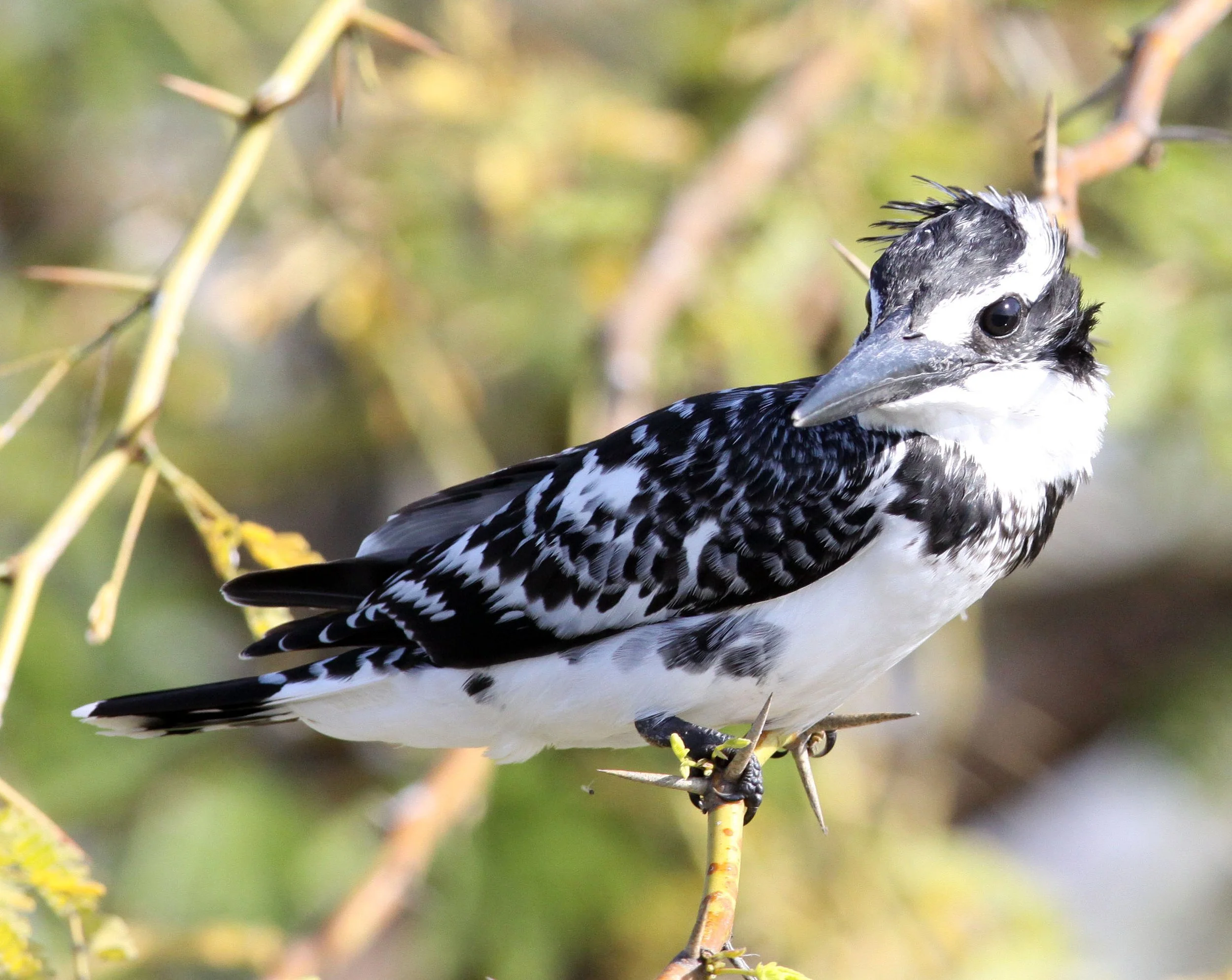 Ceryle rudis - PIED KINGFISHER - LITTLE RANN OF KUTCH GUJARAT INDIA (22).JPG