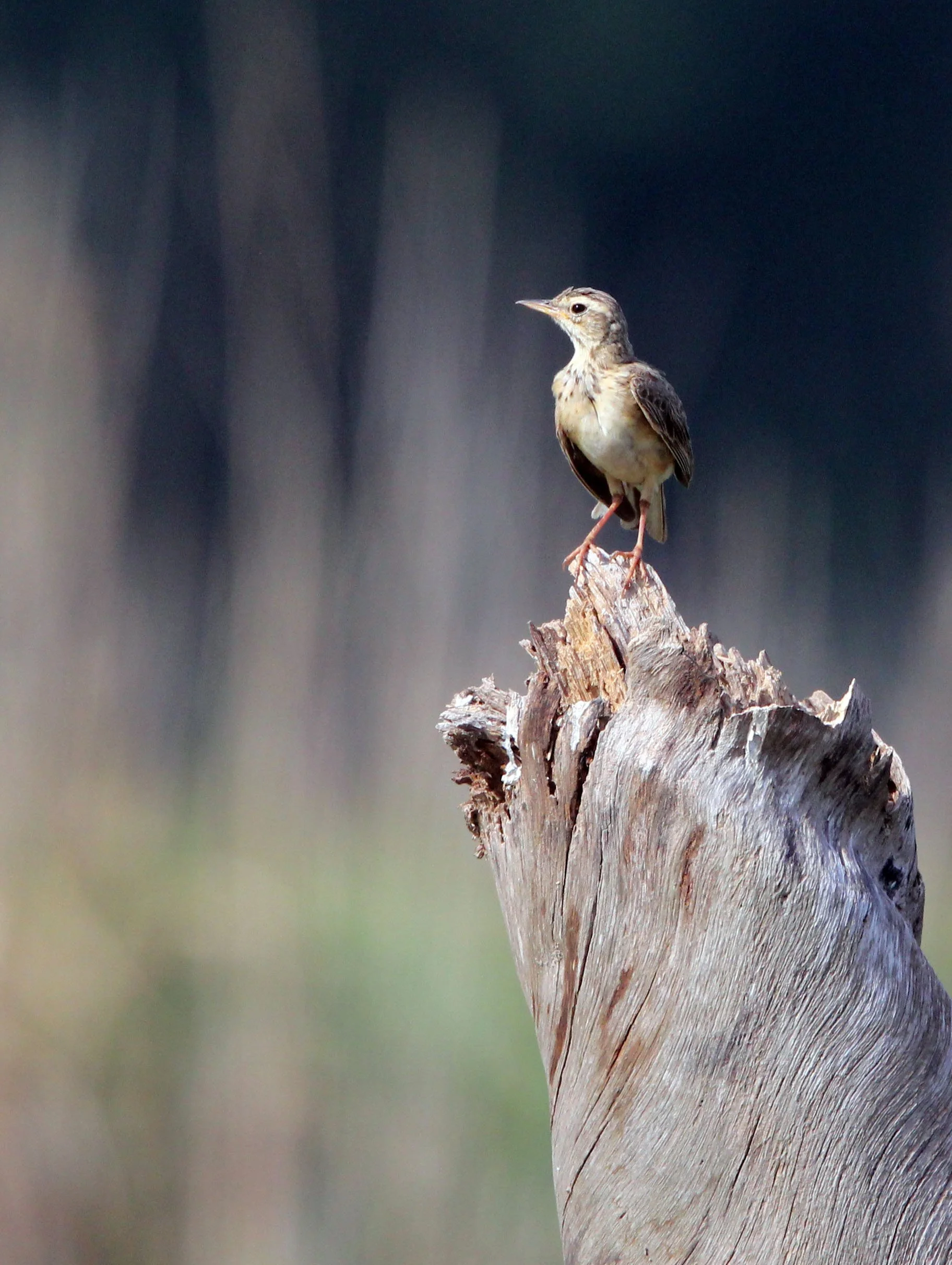 Paddyfield Pipit (Anthus rufulus) NAKHON SI THAMMARAT Thailand (3).JPG