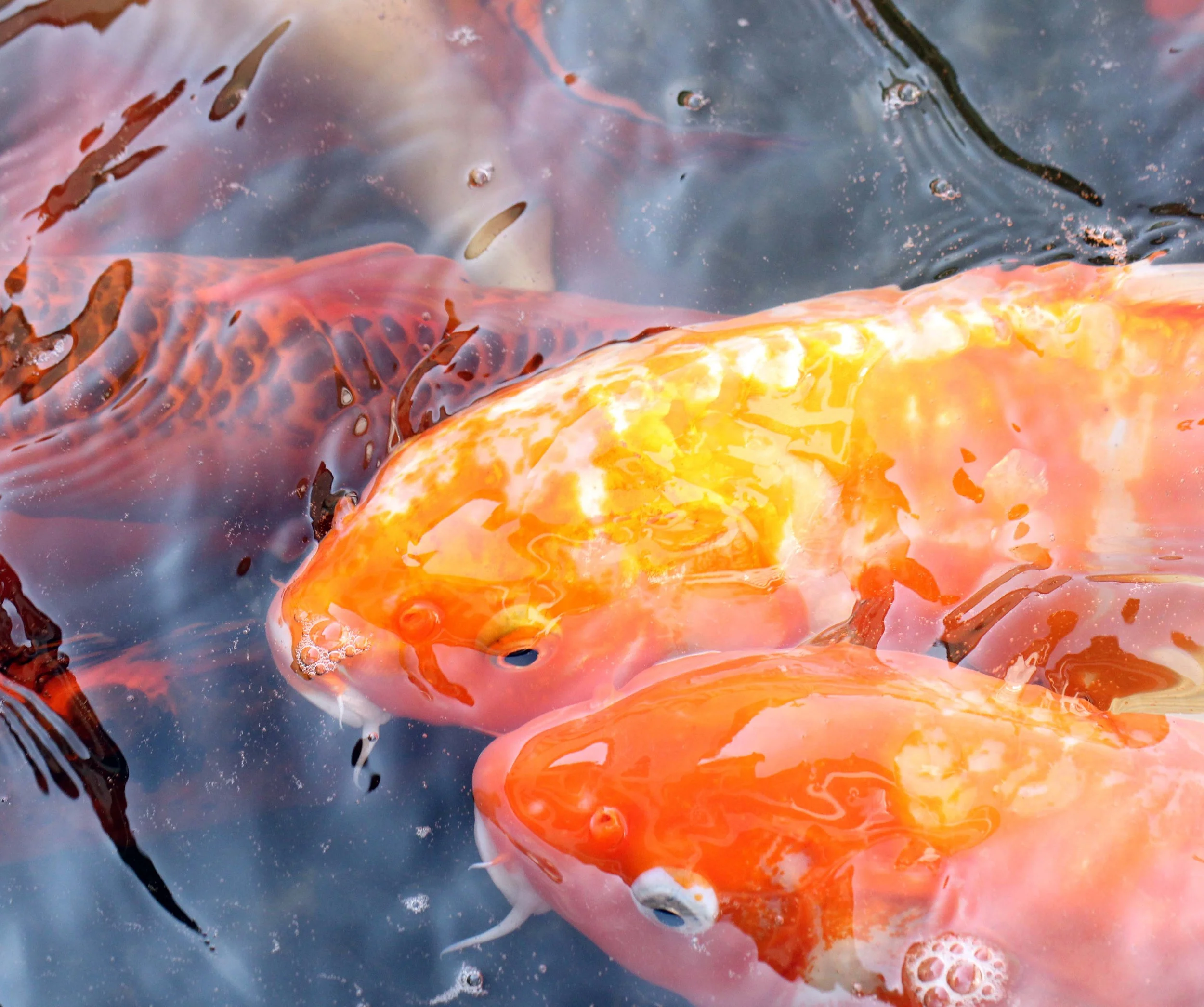 2013 Christmas Time at ISB (9).JPG