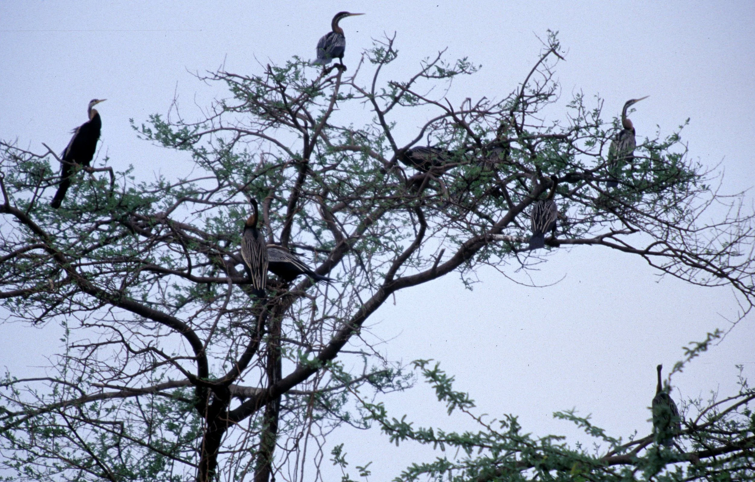 BIRD - DARTER - KALEODEO INDIA.jpg