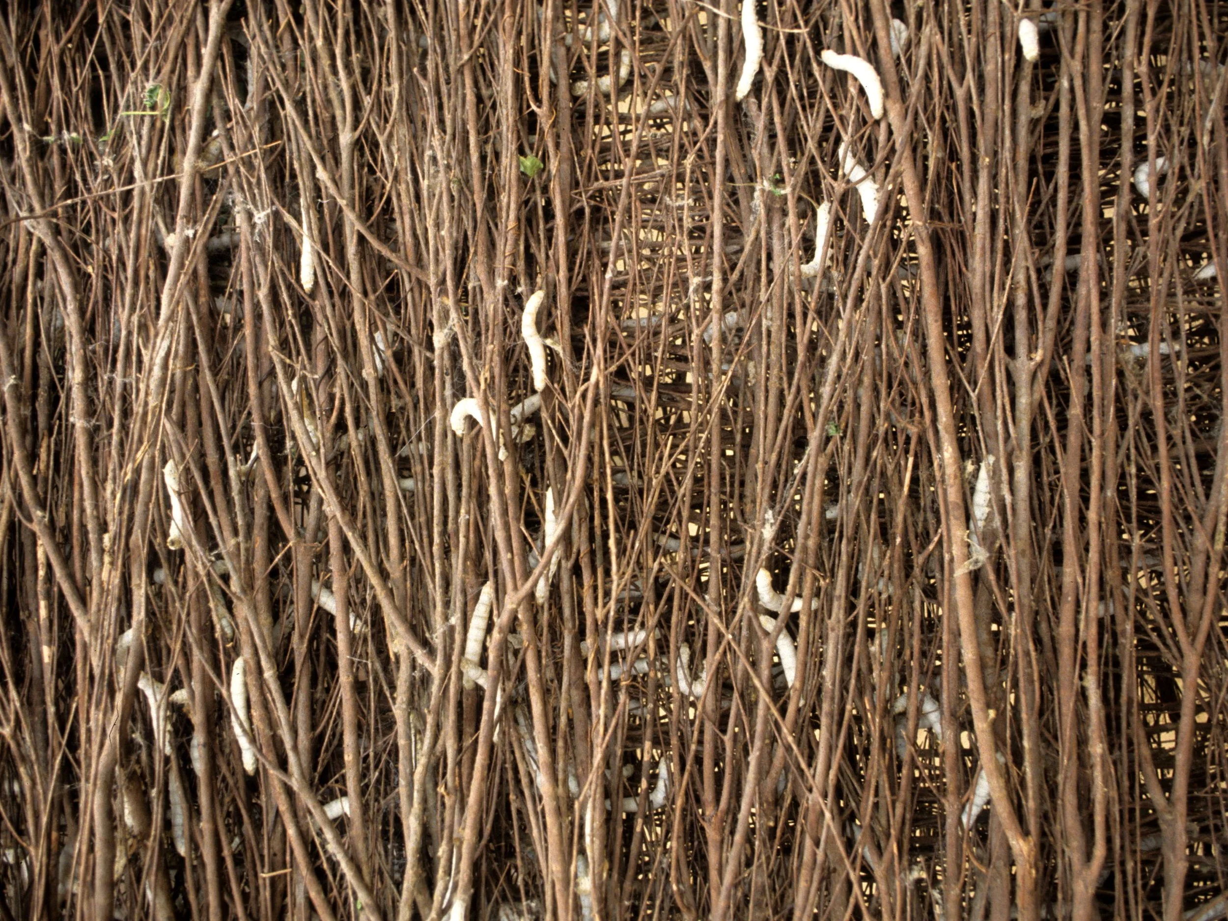DALAT - SILD WORMS IN FARM.jpg