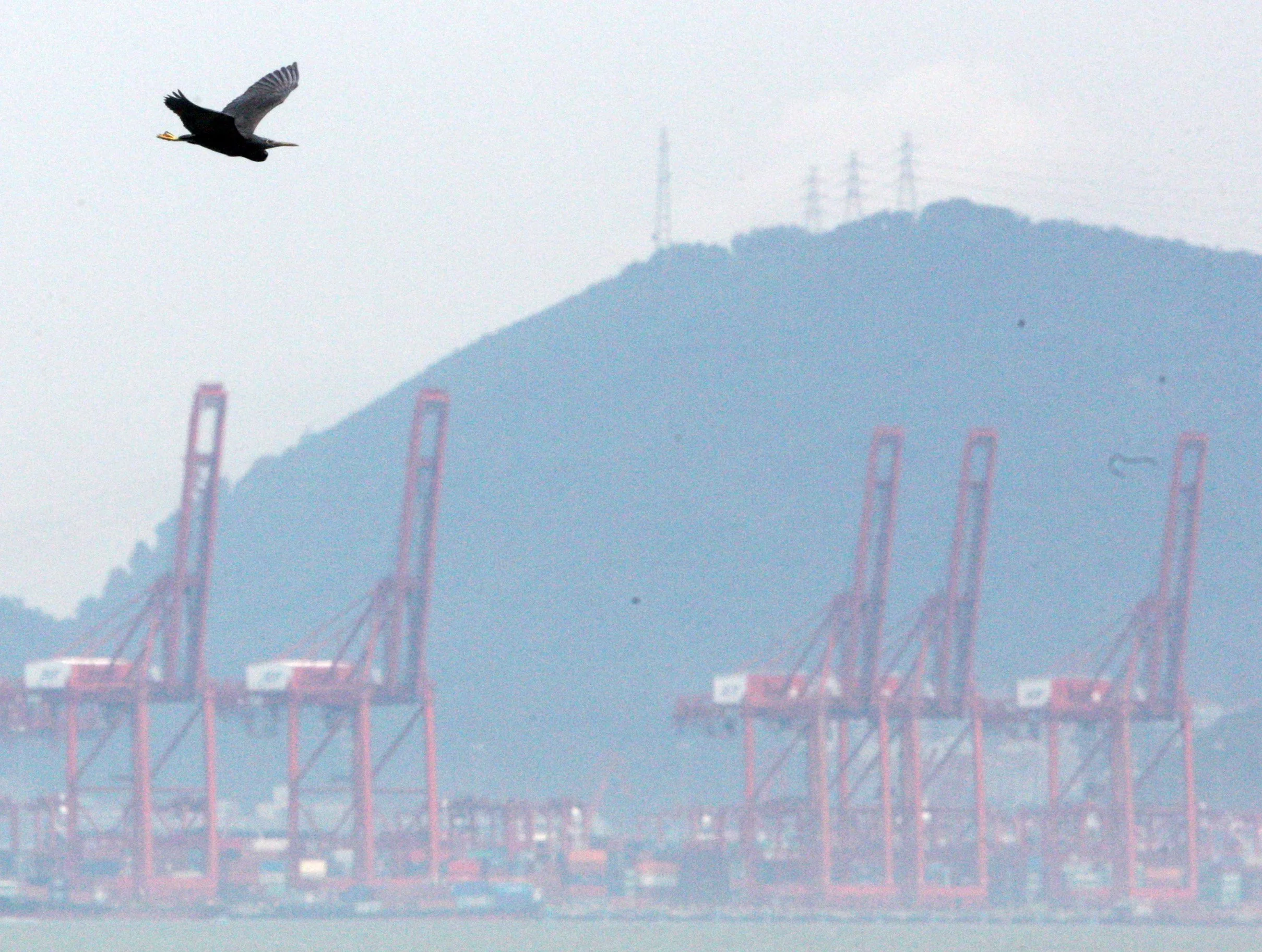 HERON - PACIFIC REEF HERON - Egretta sacra - HONG KONG HARBOR NEAR LANTAU ISLAND (4).JPG