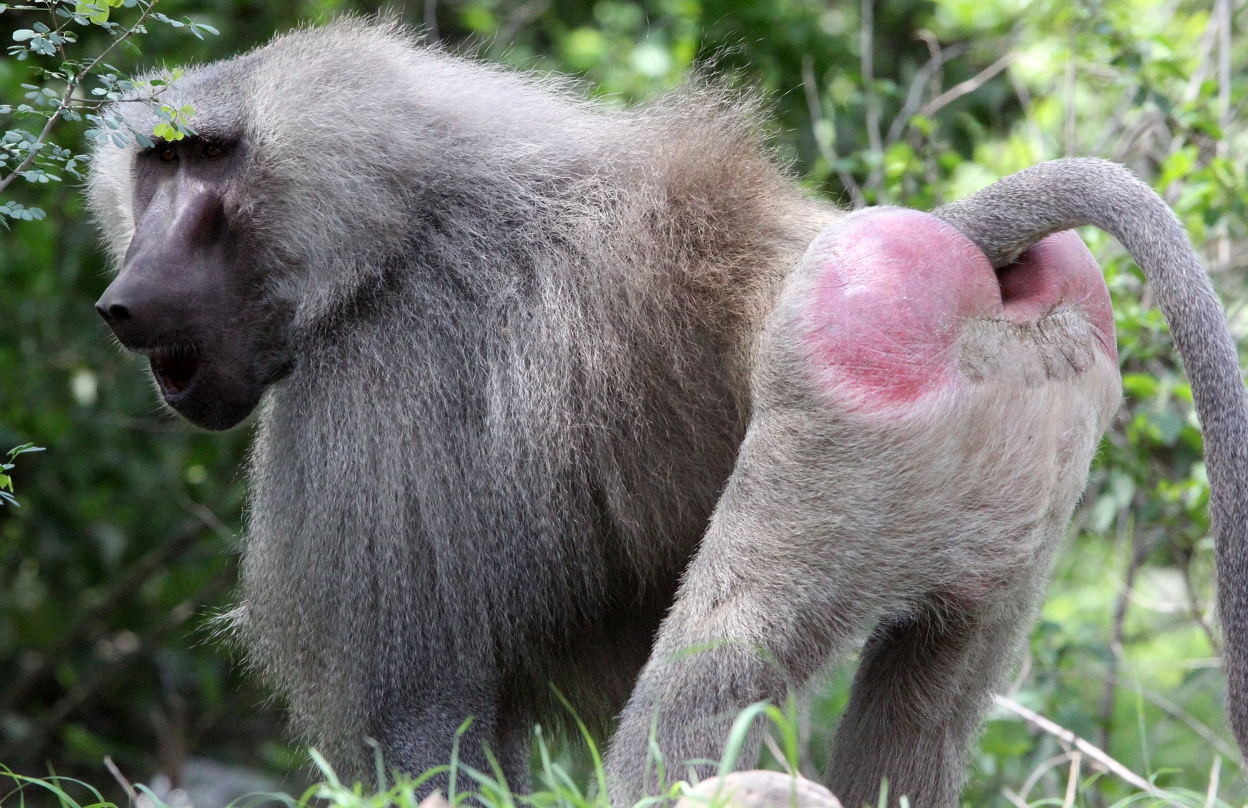CERCOPITHECIDAE - Papio hamadryas - HAMADRYAS BABOON - AWASH NATIONAL PARK ETHIOPIA (213).JPG