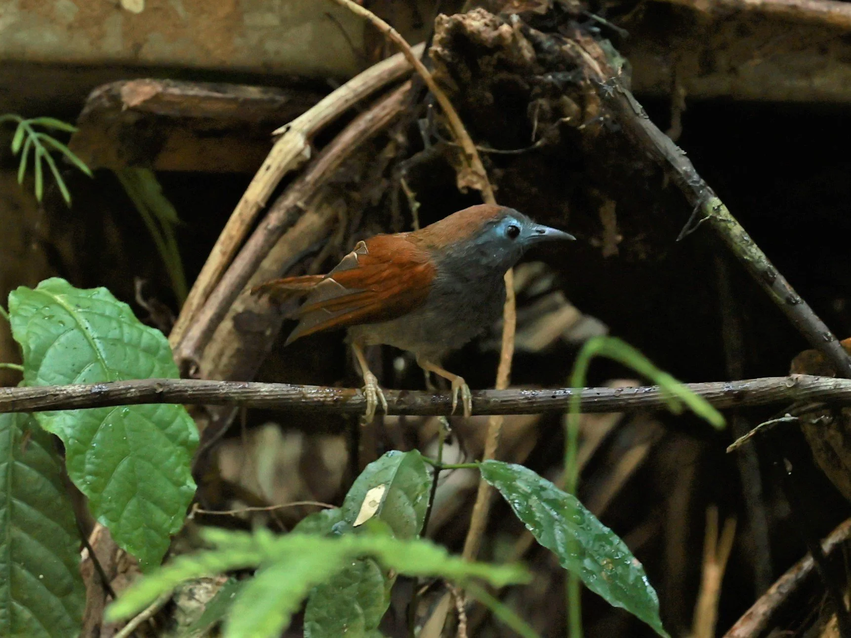 BABBLER - CHESTNUT-WINGED BABBLER - Cyanoderma erythropterum - KRUNG CHING, KHAO LUANG NATIONAL PARK, THAILAND APRIL 2023 (12).jpg