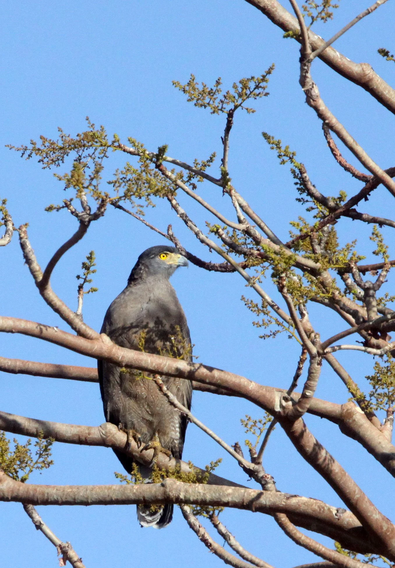 Spilornis cheela melanotis - INDIAN CRESTED SERPENT (SNAKE) EAGLE -  GIR FOREST GUJARAT INDIA (17).JPG