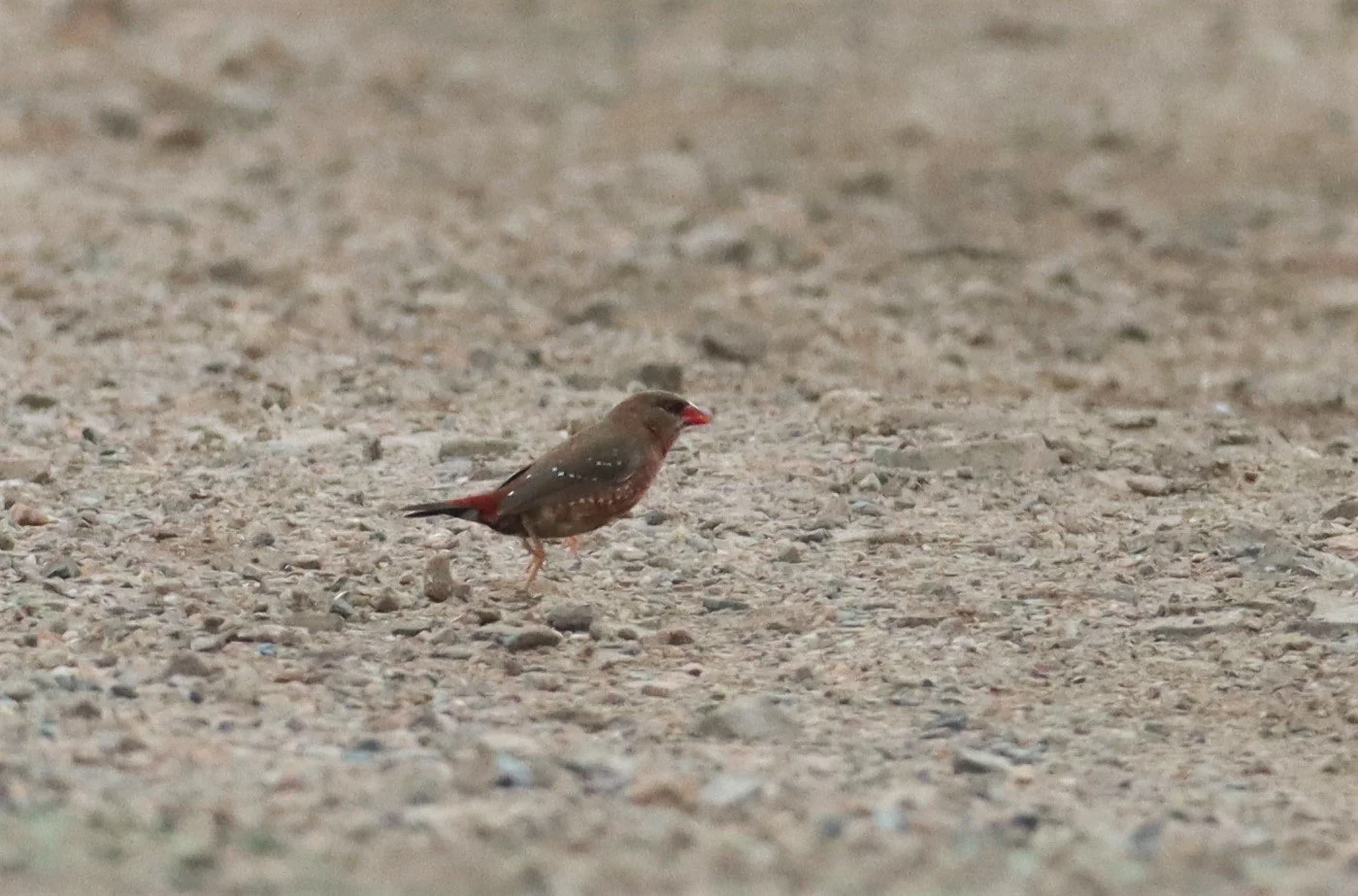 RED AVADAVAT - Amandava amandava - THAP YAO RICE FIELDS LAT KRABANG (68).jpg