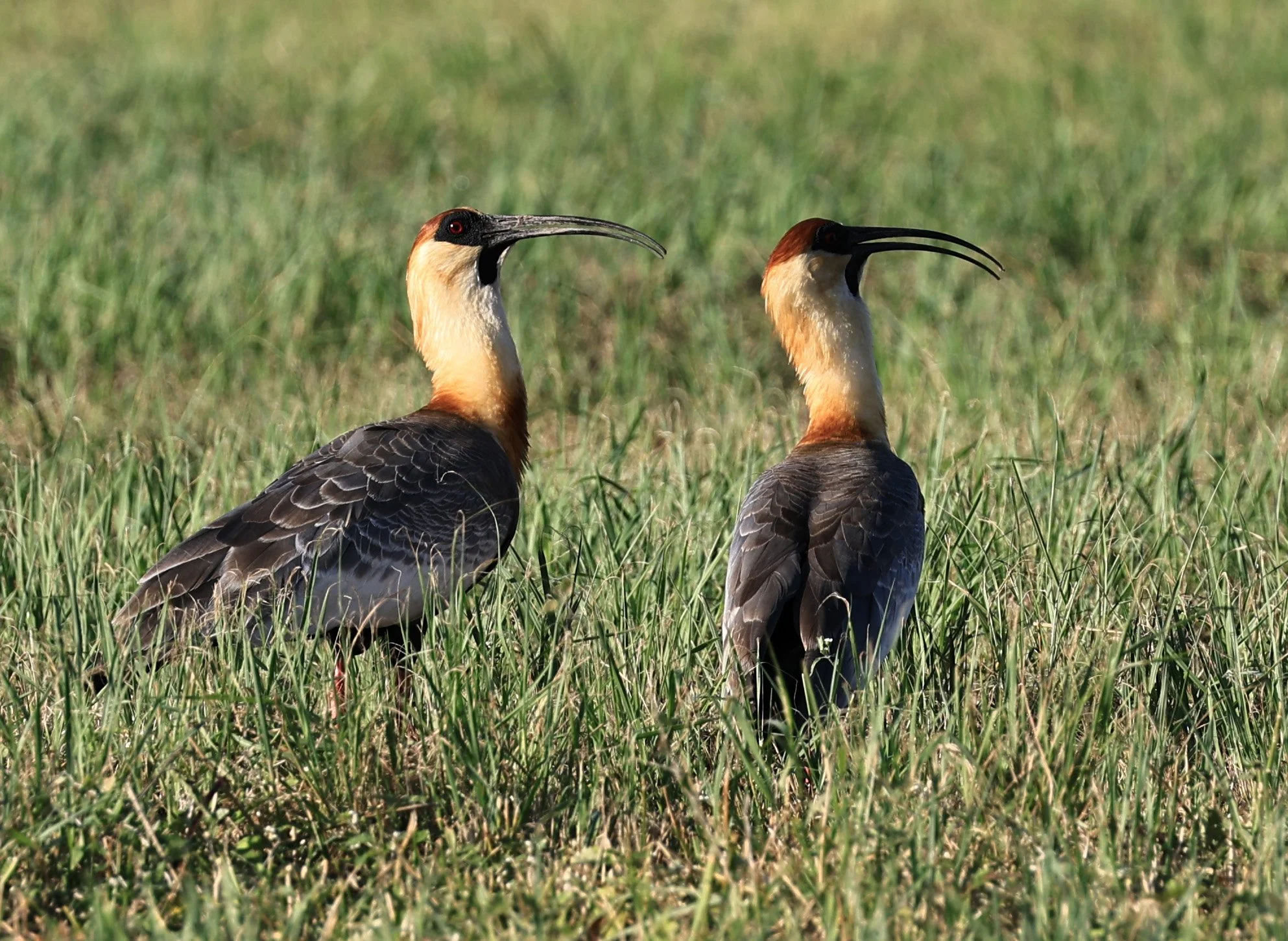 Buff-necked Ibis (Theristicus caudatus) Estancia Campo'i Paraguay (49).jpg