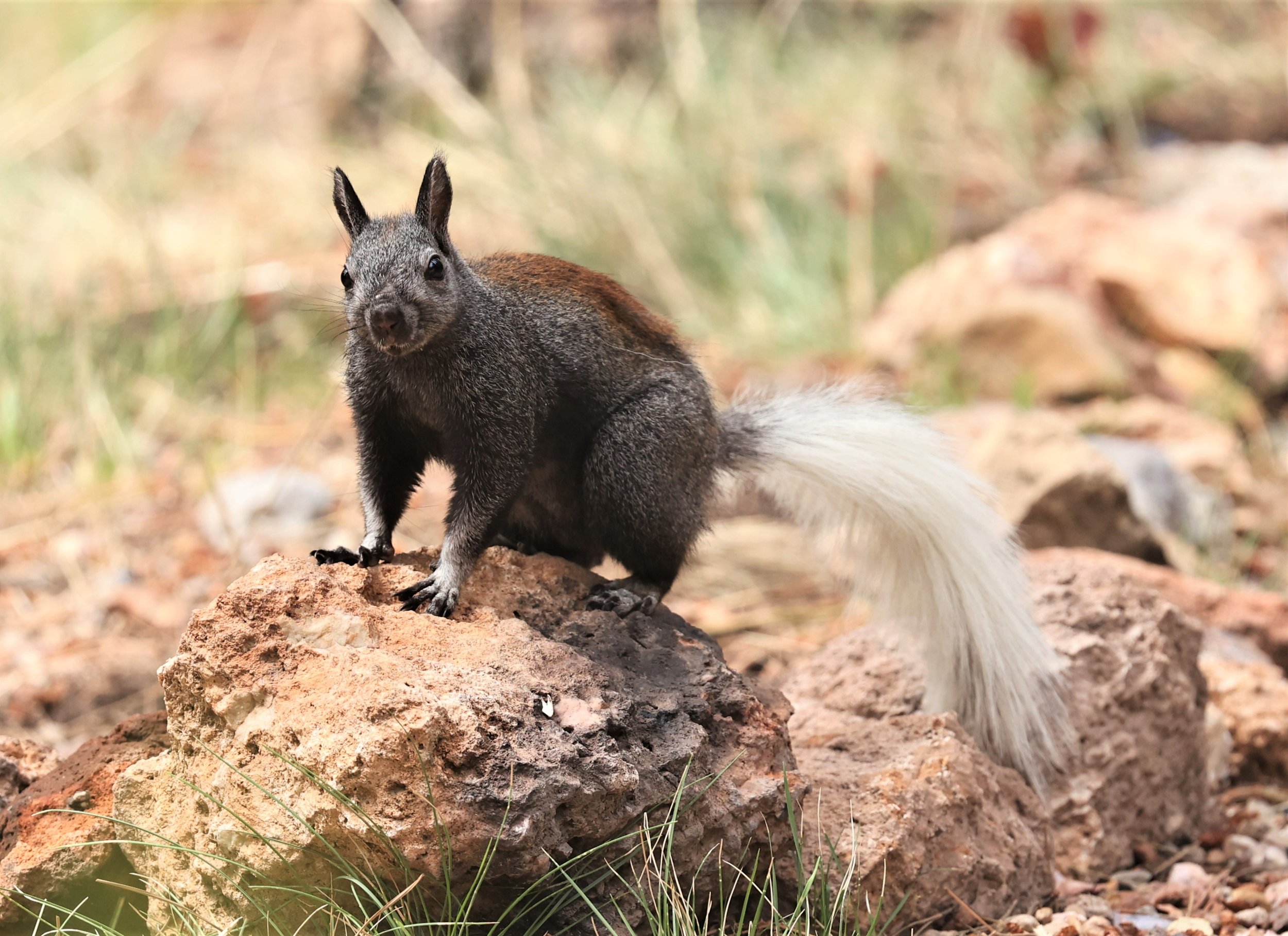 Sciurus aberti kaibabensis - KAIBAB SQUIRREL - JACOB LAKE KAIBAB PLATEAU ARIZONA 2022 (30).jpg