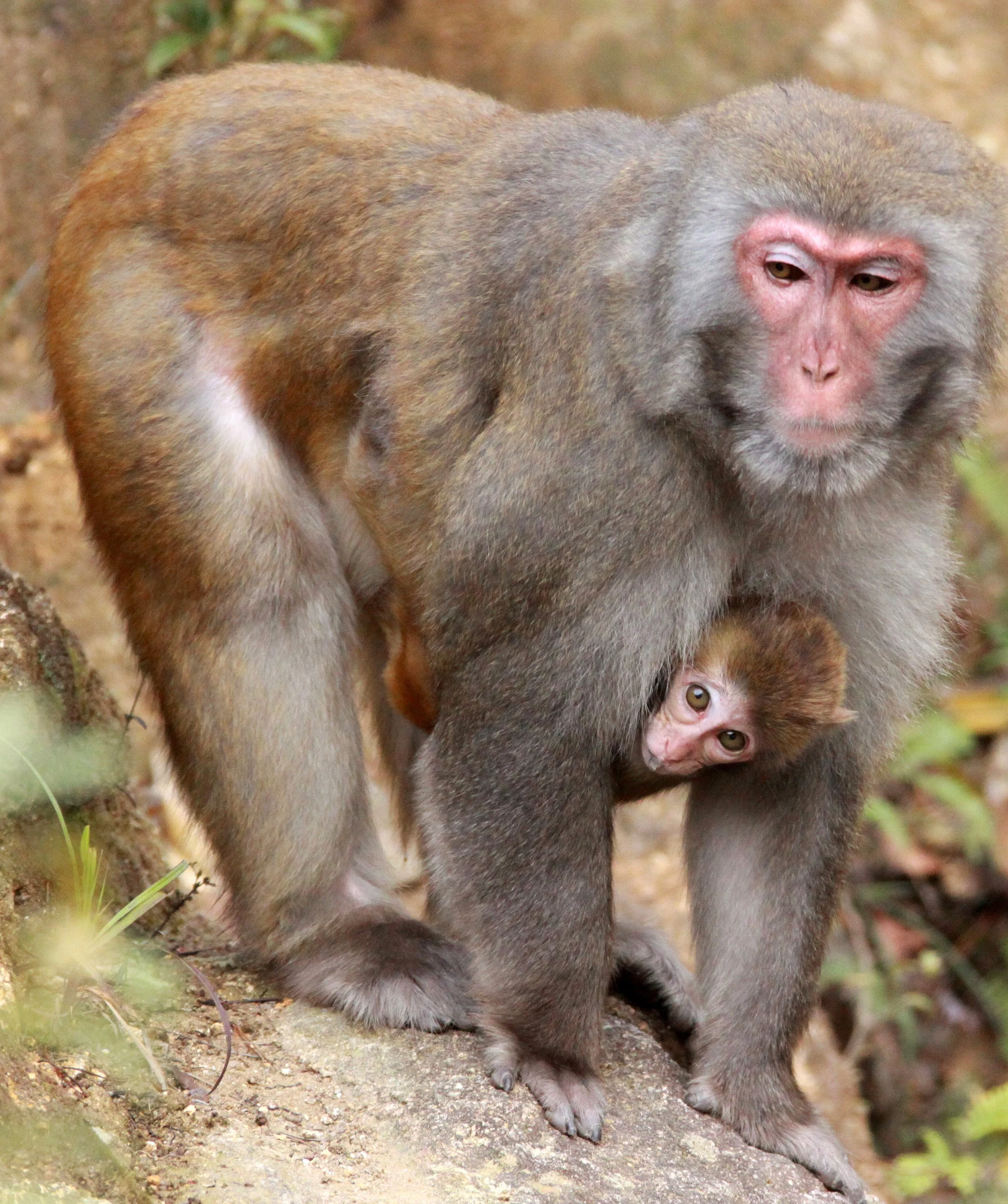 CERCOPITHECIDAE - Macaca mulatta littoralis - SOUTH CHINESE RHESUS MACAQUE - CHINESE ALLIGATOR BREEDING CENTER - XUANCHENG (42).JPG