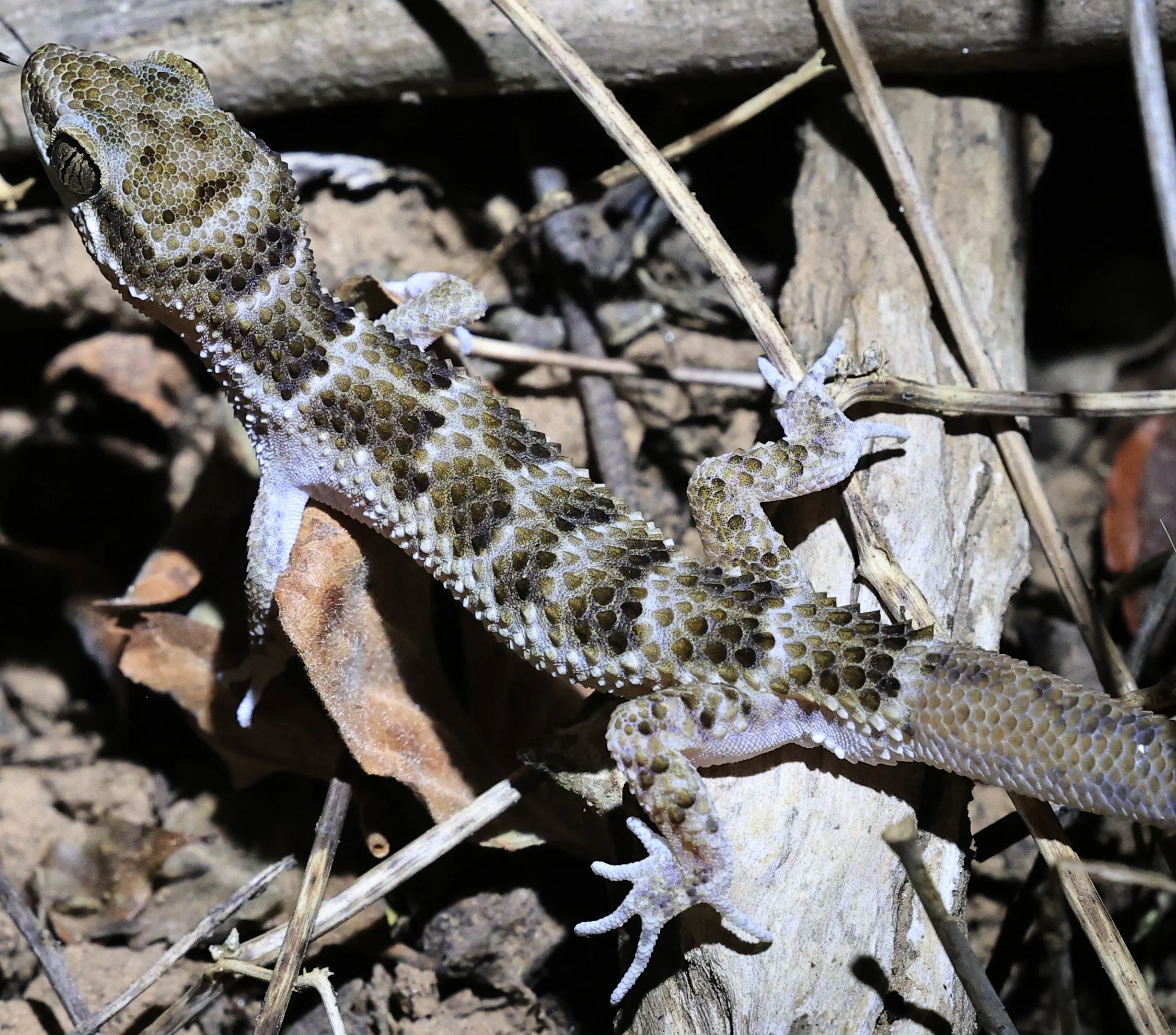 South American  Marked Gecko (Homonota fasciata) Parque Nacional Teniente Agripino