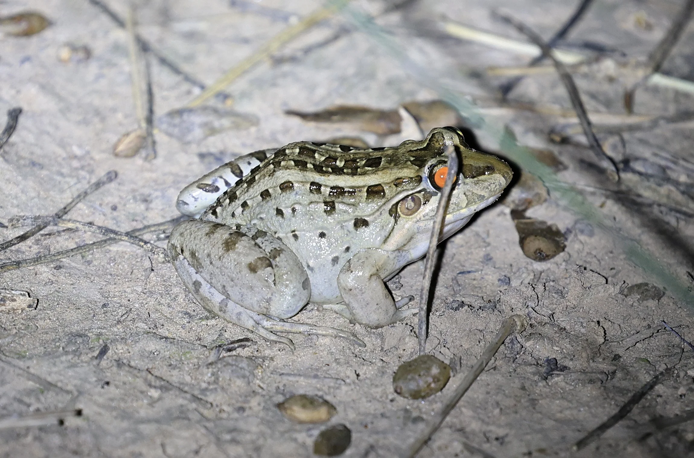 Miranda's White-lipped Frog (Leptodactylus macrosternum) Fortin Toledo Paraguay (3).jpg