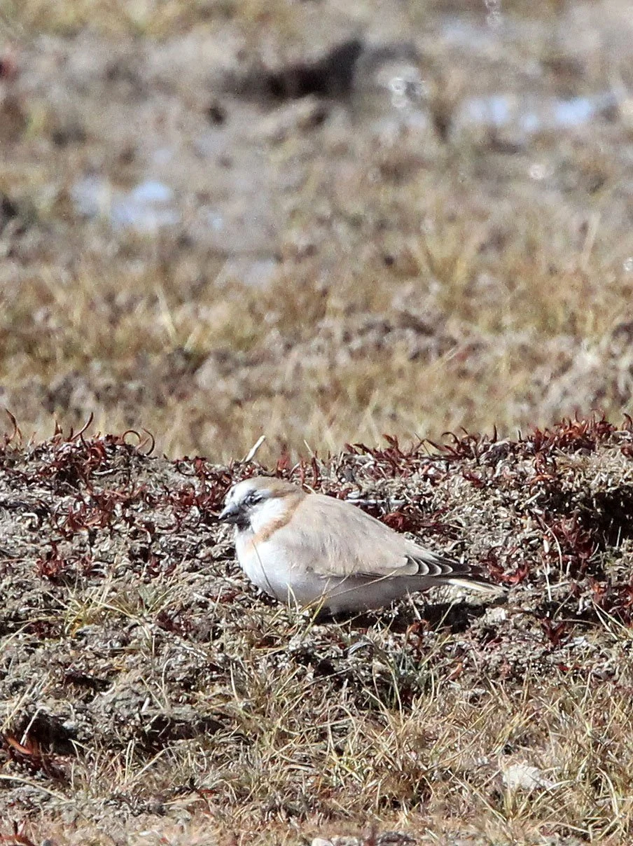 Mongolian Finch (Bucanetes mongolicus) Ku Hai Laike, Qinghai China (11).JPG