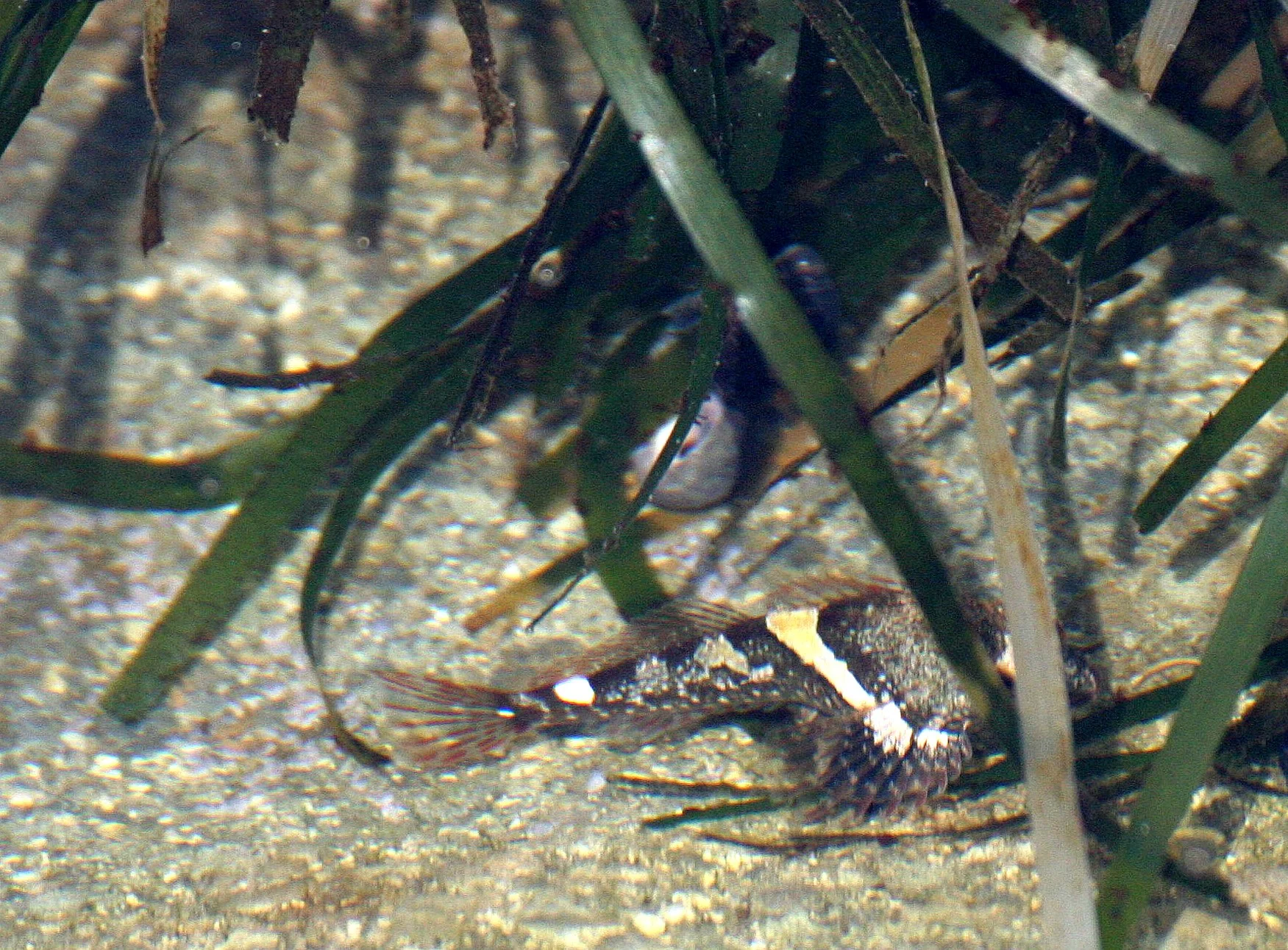 FISH - SCULPIN SPECIES A - TONGUE POINT WA (8).JPG