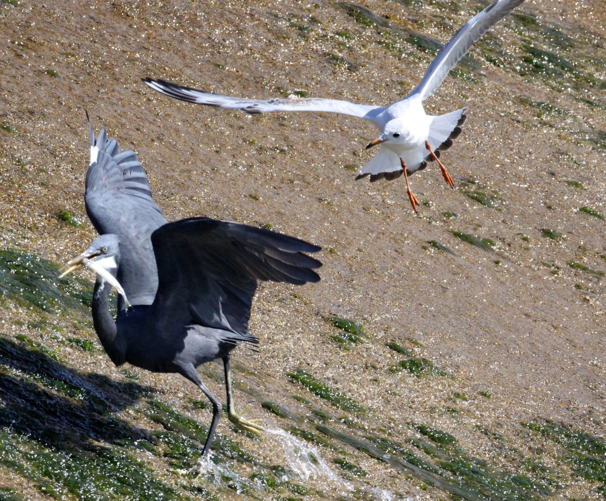 INDIAN REEF HERON (EGRET) - Egretta gularis - BEING HARRASSED BY BROWN-HEADED GULL - SOMCHAT GUJARAT INDIA (23).JPG
