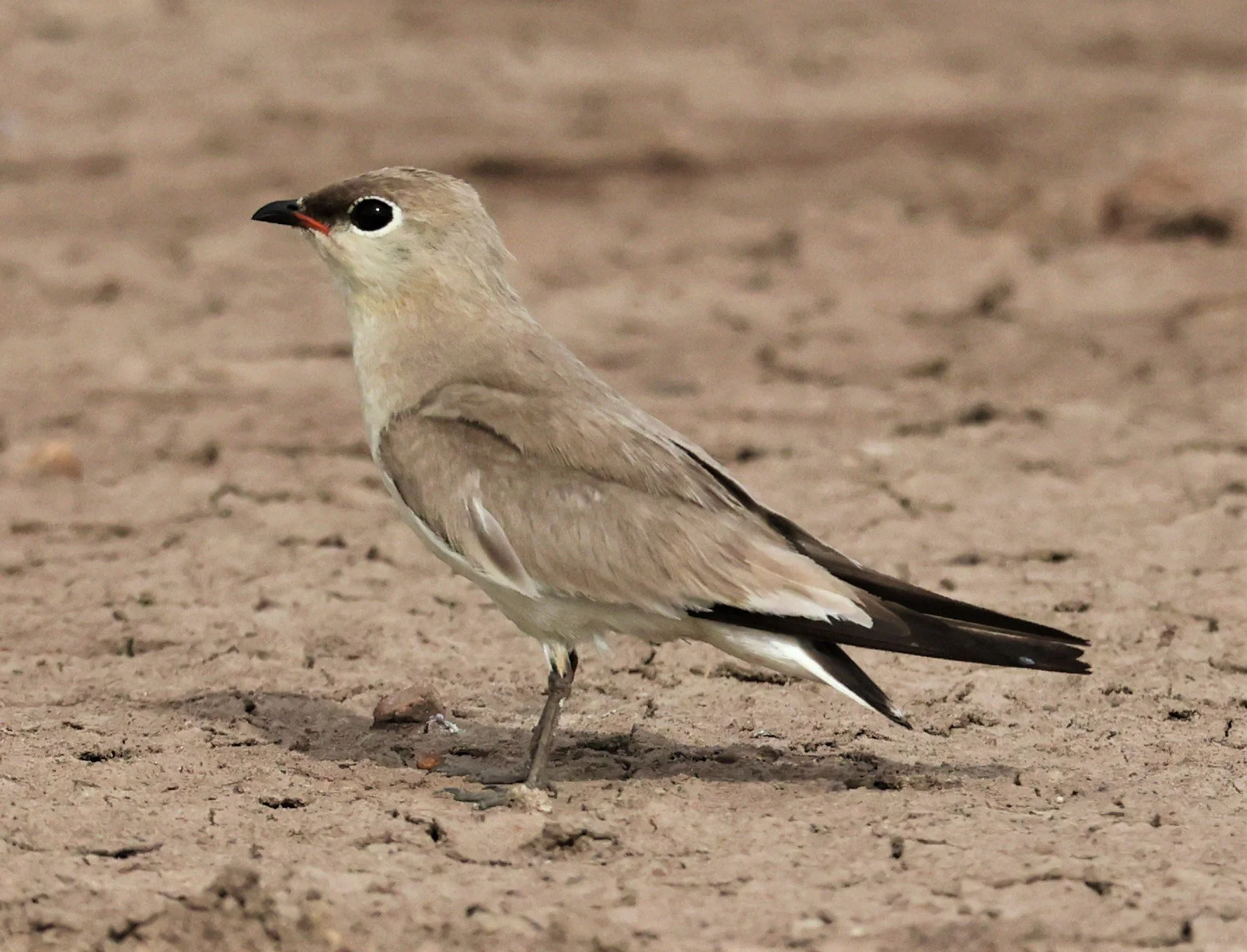PRATINCOLE - SMALL PRATINCOLE - Glareola lactea - BANG KHAEM NAKHON PATHOM JUNE 3 2022 (76).jpg