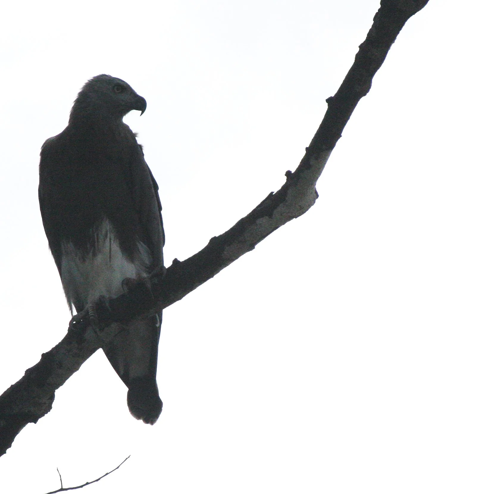 Haliaeetus ichthyaetus - GREY-HEADED FISH EAGLE - KINABATANGAN RIVER BORNEO  (23).JPG