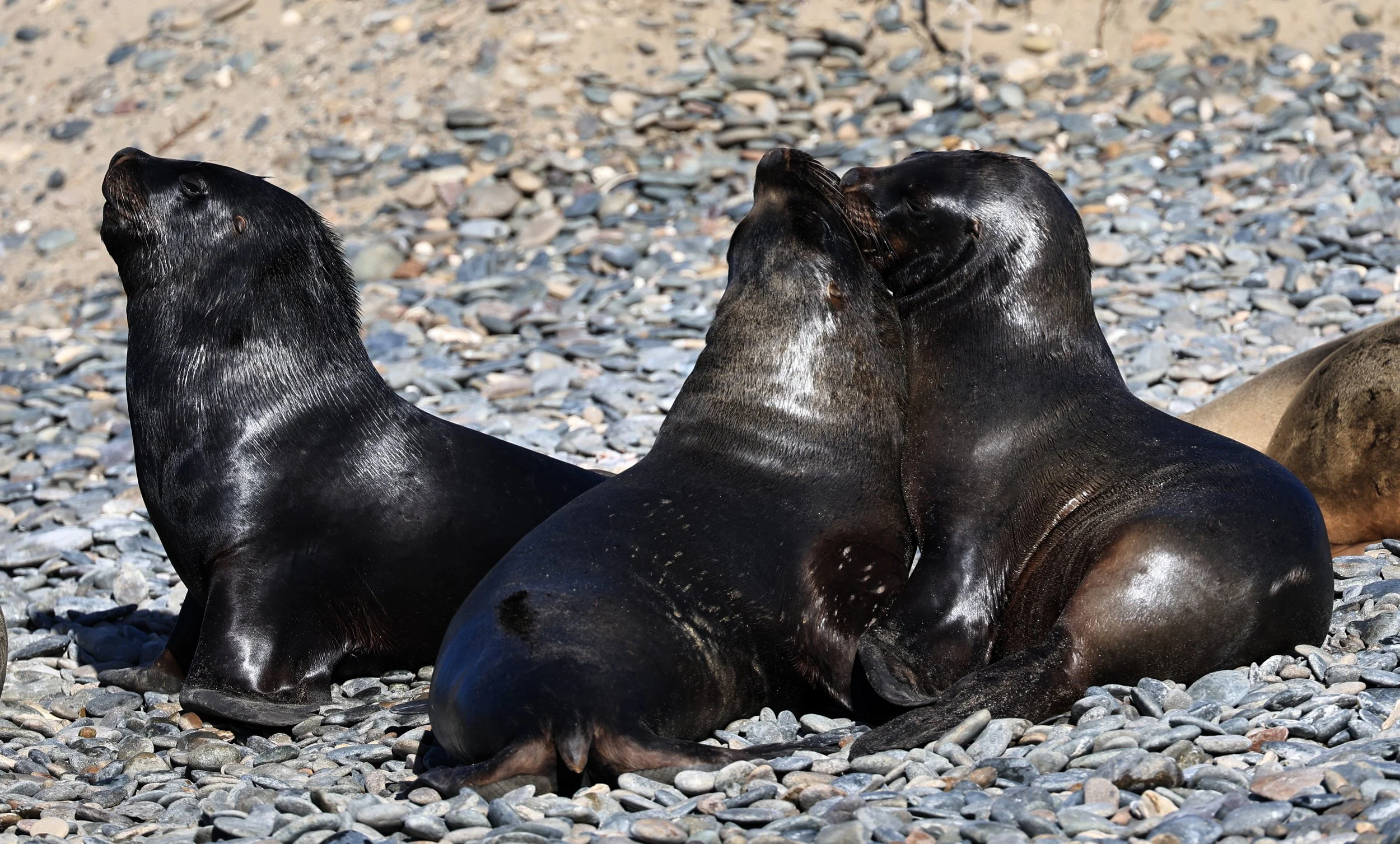 South American Sea Lion (Otaria flavescens) Puerto Rawson Argentina (33).jpg