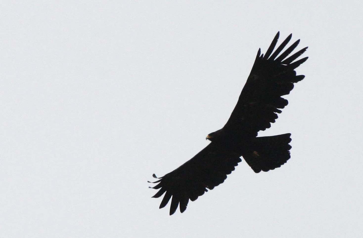 Ictinaetus malaiensis - BLACK EAGLE - KAENG KRACHAN THAILAND (10).JPG
