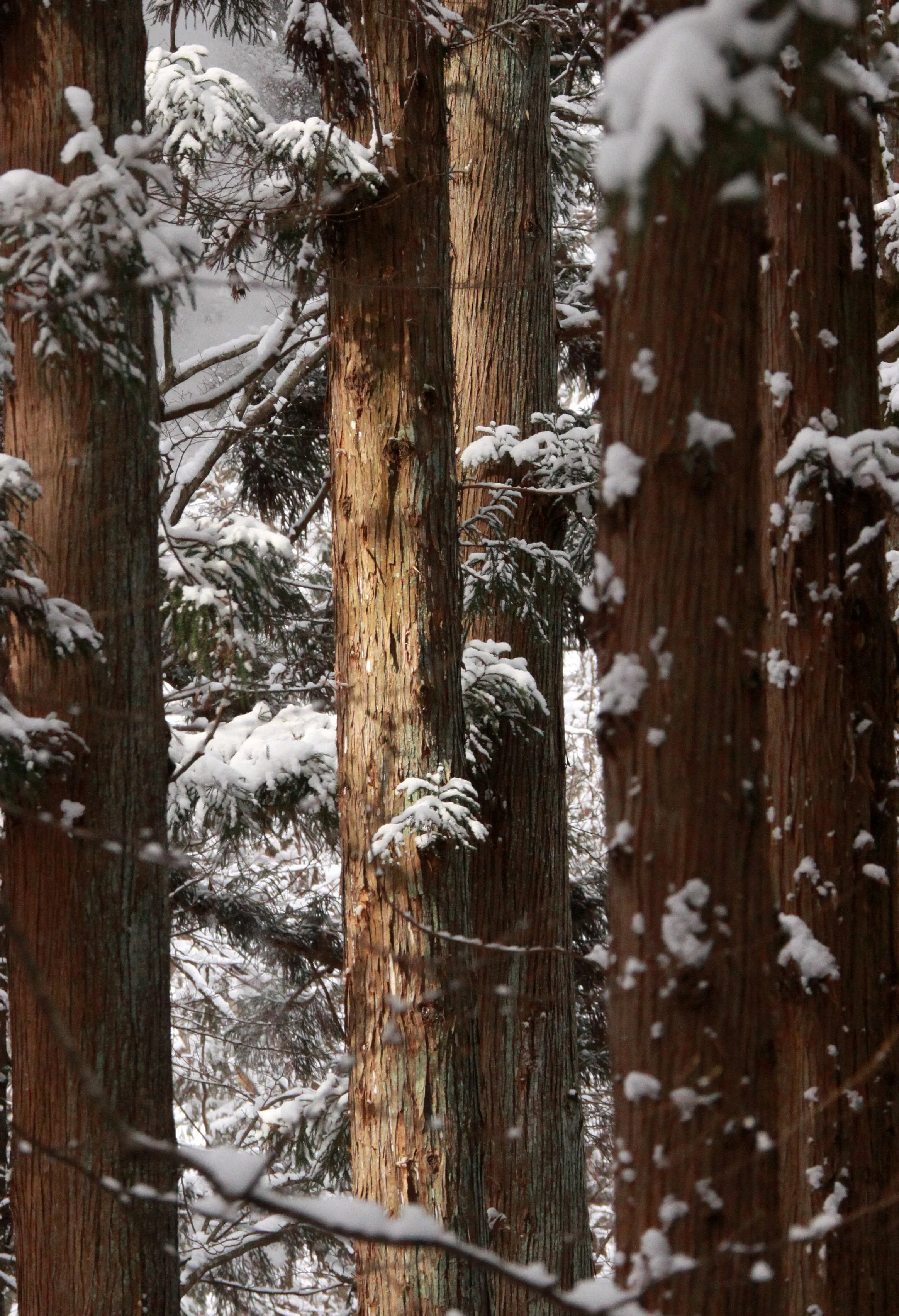 JIGOKUDANI ONSEN - NAGANO PREFECTURE JAPAN - FOREST SCENCES (27).JPG