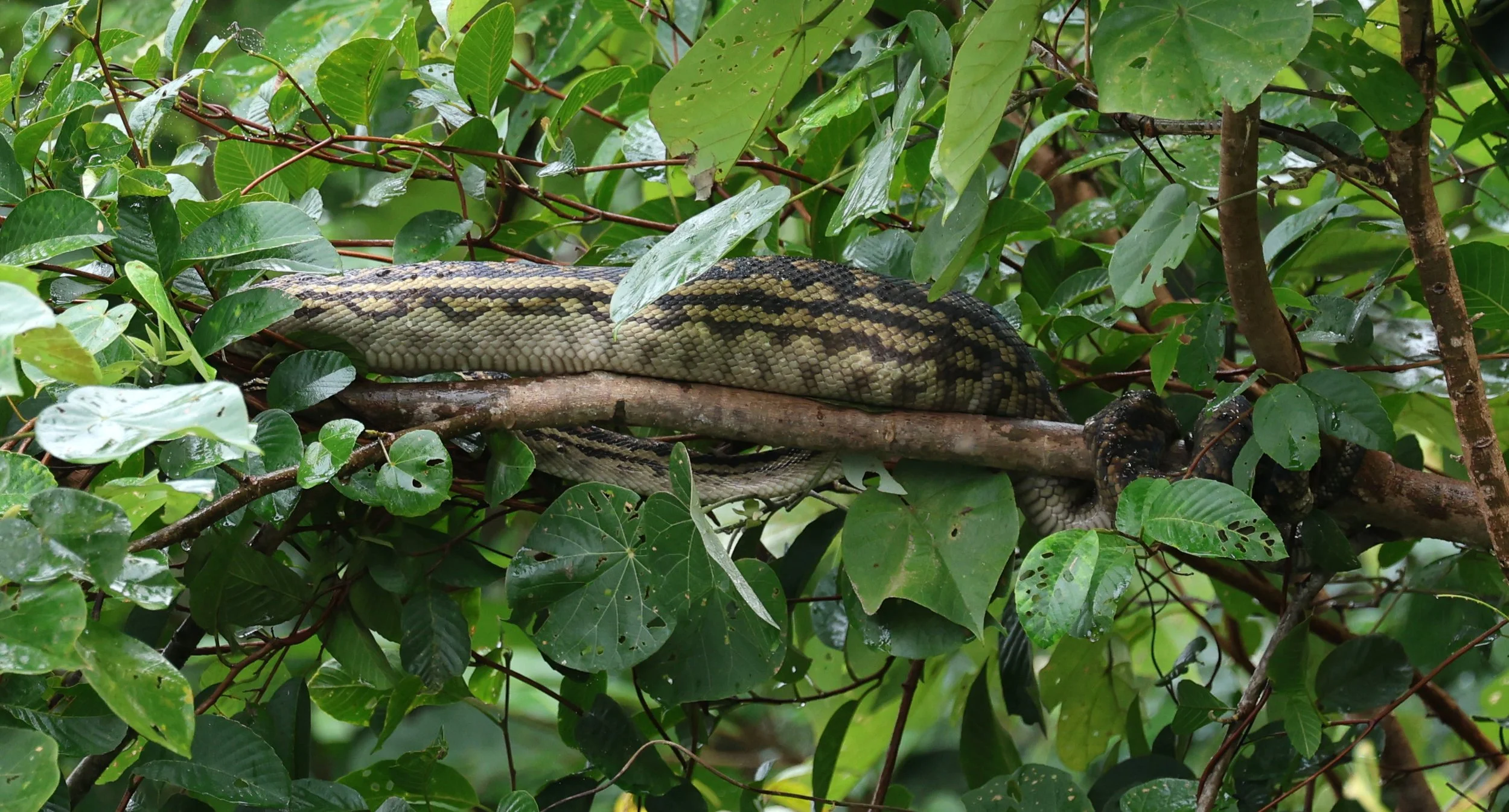Amethystine or Australian Scrub Python (Simalia kinghorni)Daintree Town, Daintree River - Queensland (2).jpg