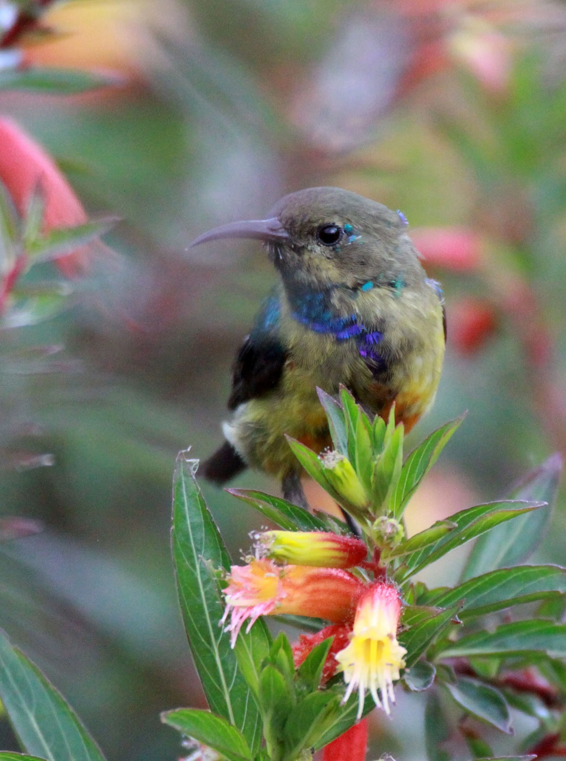 BIRD - SUNBIRD - REGAL SUNBIRD - CINNYRIS REGIA - NYUNGWE NATIONAL PARK RWANDA (1).JPG