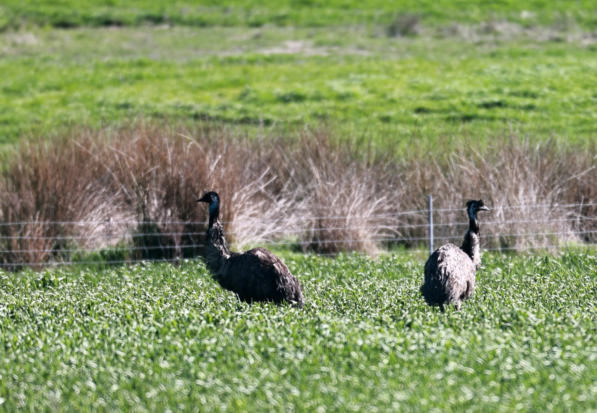 Emu (Dromaius novaehollandiae) Stirling Range NP - Western Australia (39).jpg