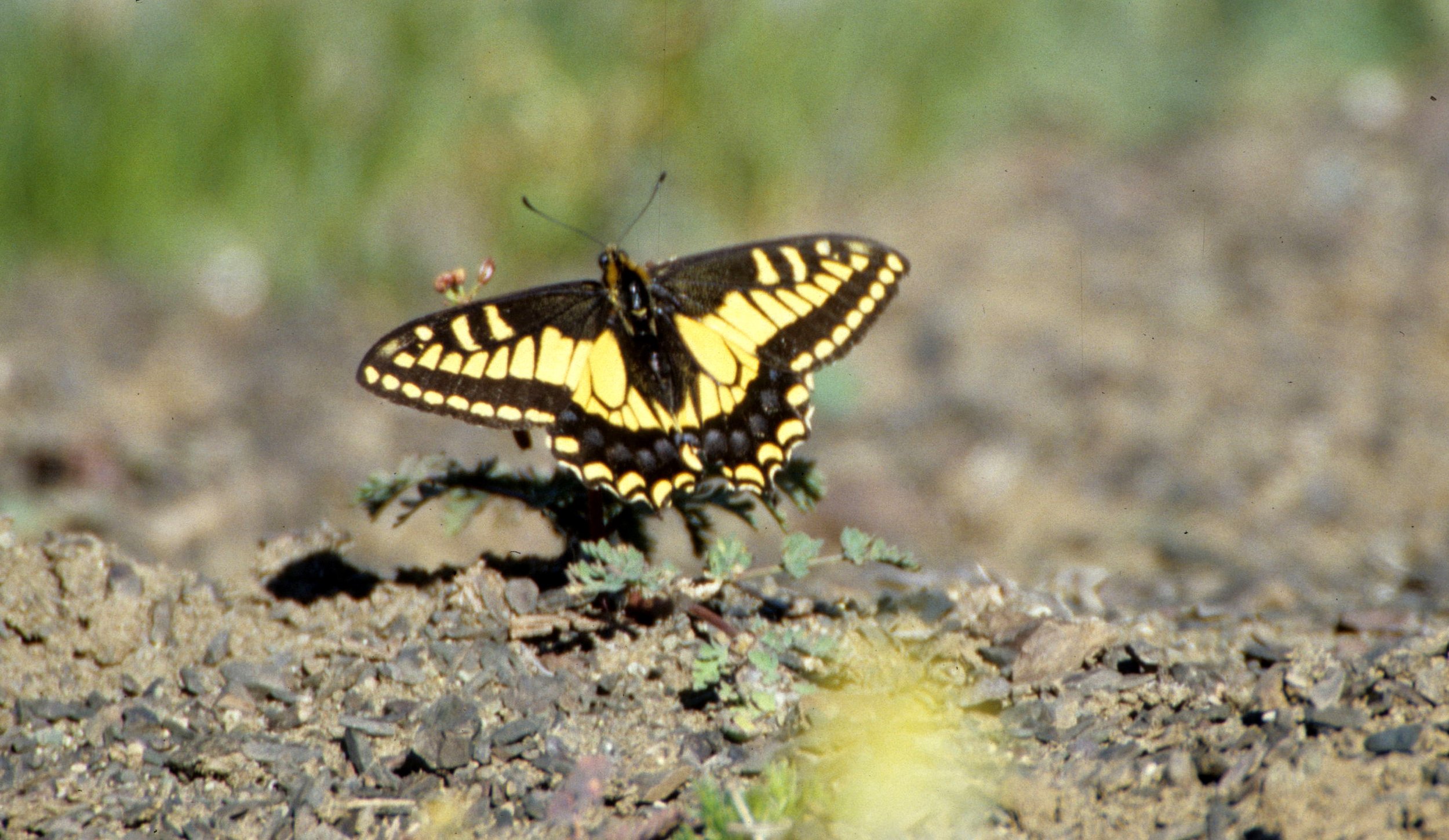 INVERTS - LEP - PAPILIONID - PAPILIO SPECIES - SWALLOWTAIL BUTTERFLY - RIDGE OP.jpg