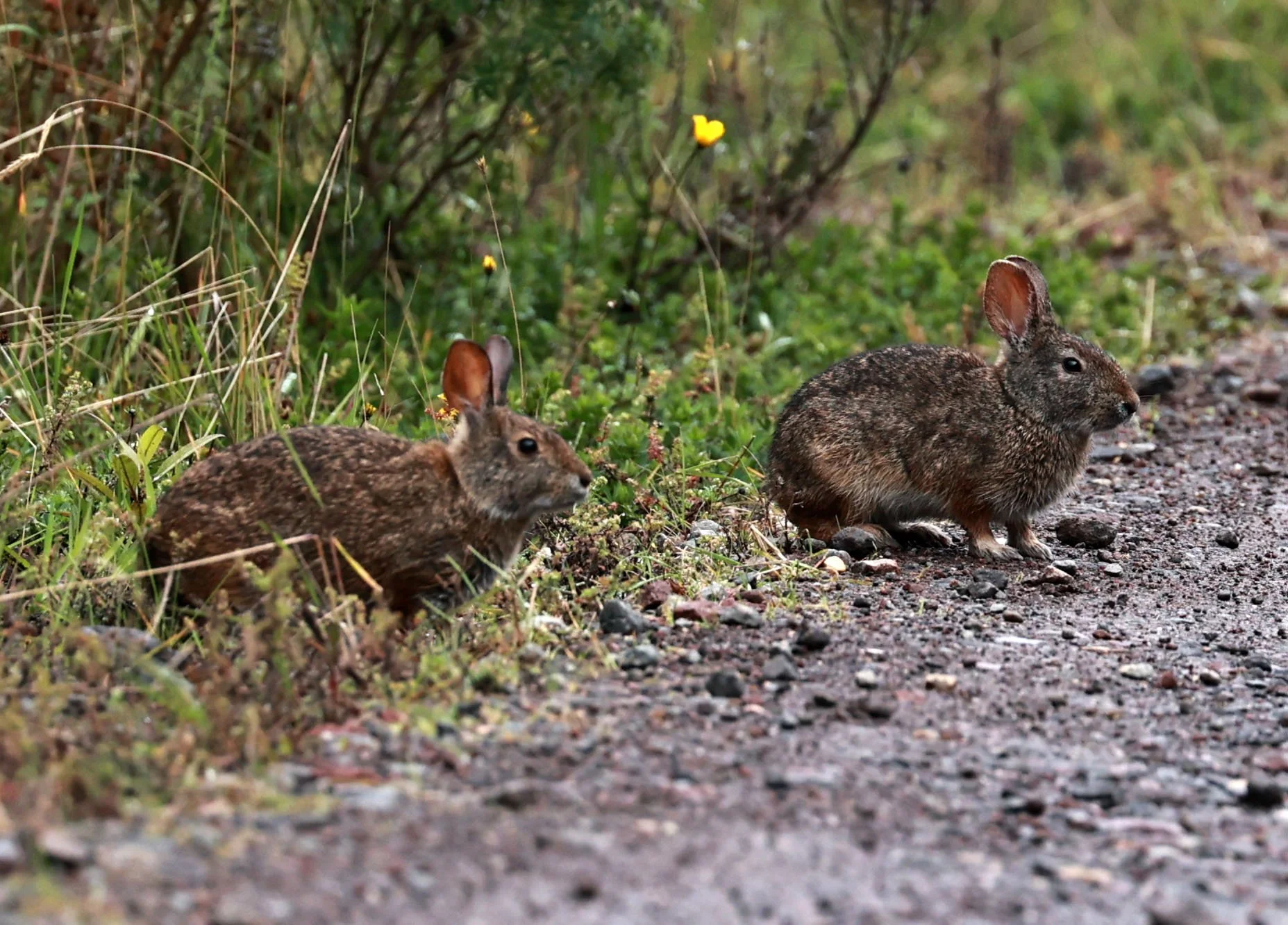 Tapeta Rabbit Genus Sylvilagus - Common & Andean Tapeti — Coke Smith Wildlife