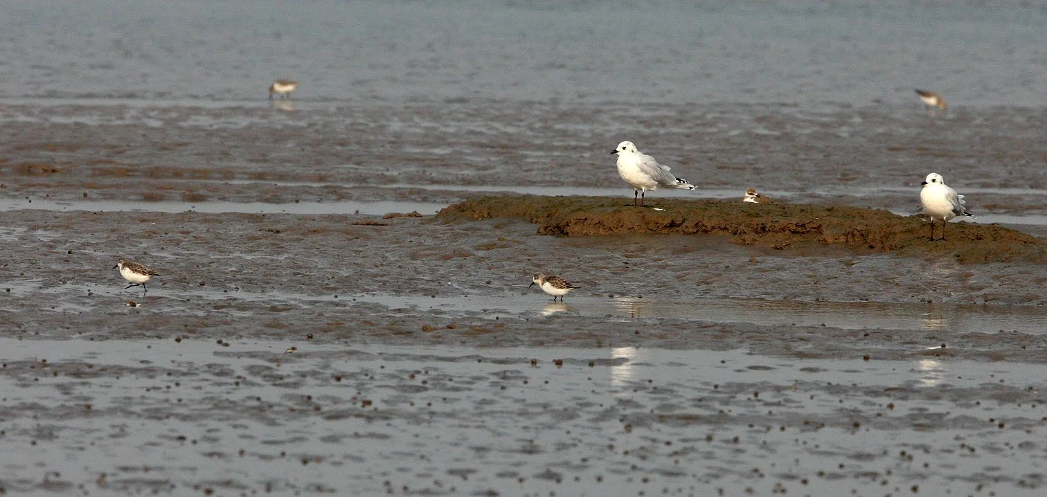 BIRD - SANDPIPER - SPOON-BILLED SANDPIPER - WITH SAUNDERS'S GULL - NANKOU, RUDONG, CHINA (11).JPG