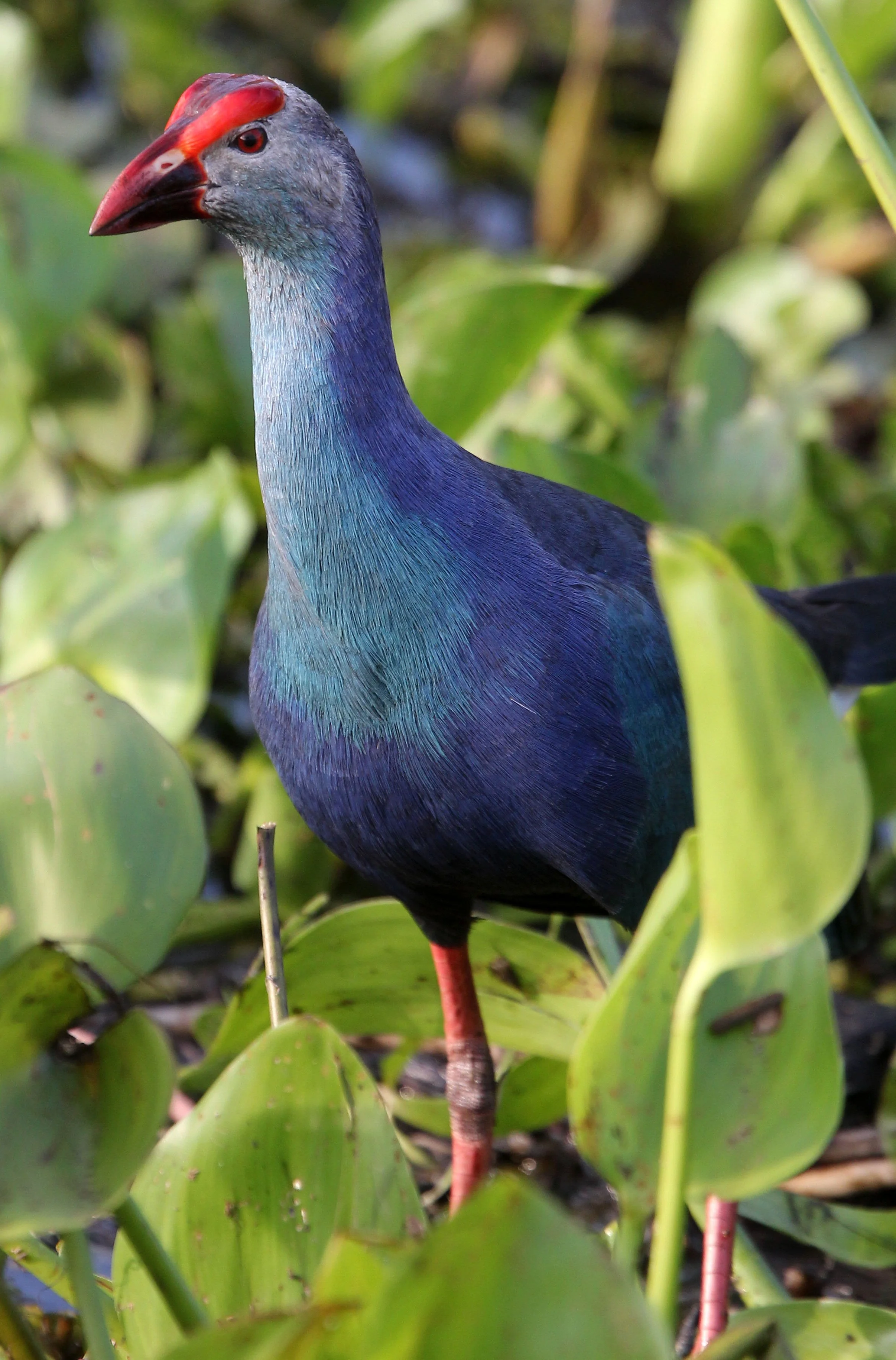 BITTERN - YELLOW BITTERN - Ixobrychus sinensis - THALE NOI BIRD SANCTUARY, PATALUNG THAILAND (11).JPG