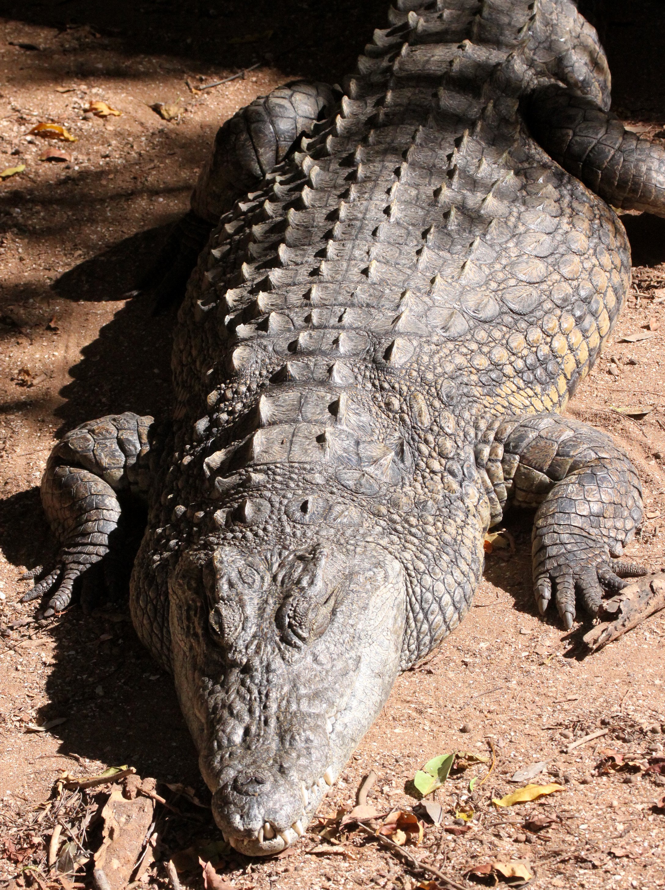 Crocodylus niloticus - NILE CROCODILE - BERENTY RESERVE MADAGASCAR (3).JPG