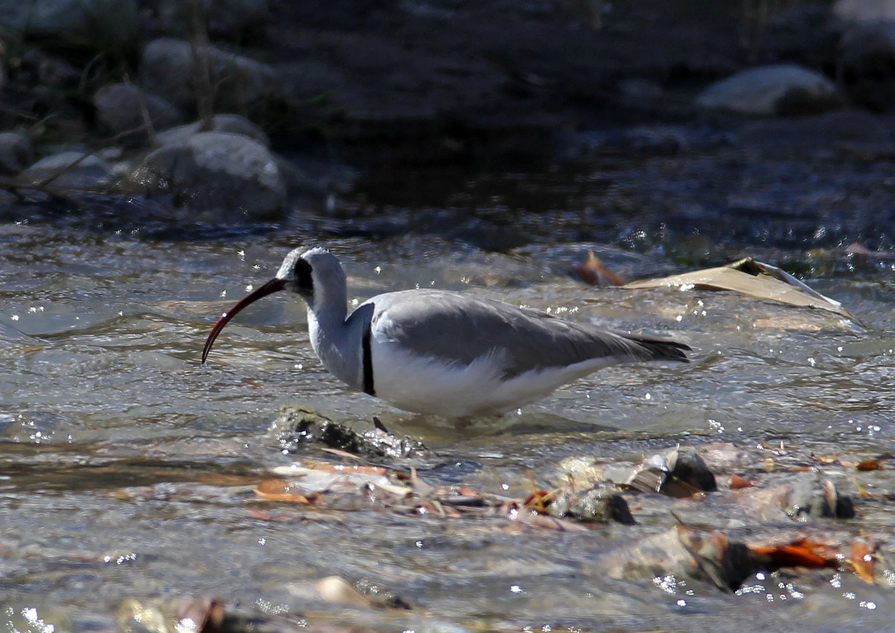 BIRD - IBISBILL - HEMIS NATIONAL PARK - LADAKH INDIA - JAMMU & KASHMIR NEAR LEH (30).JPG