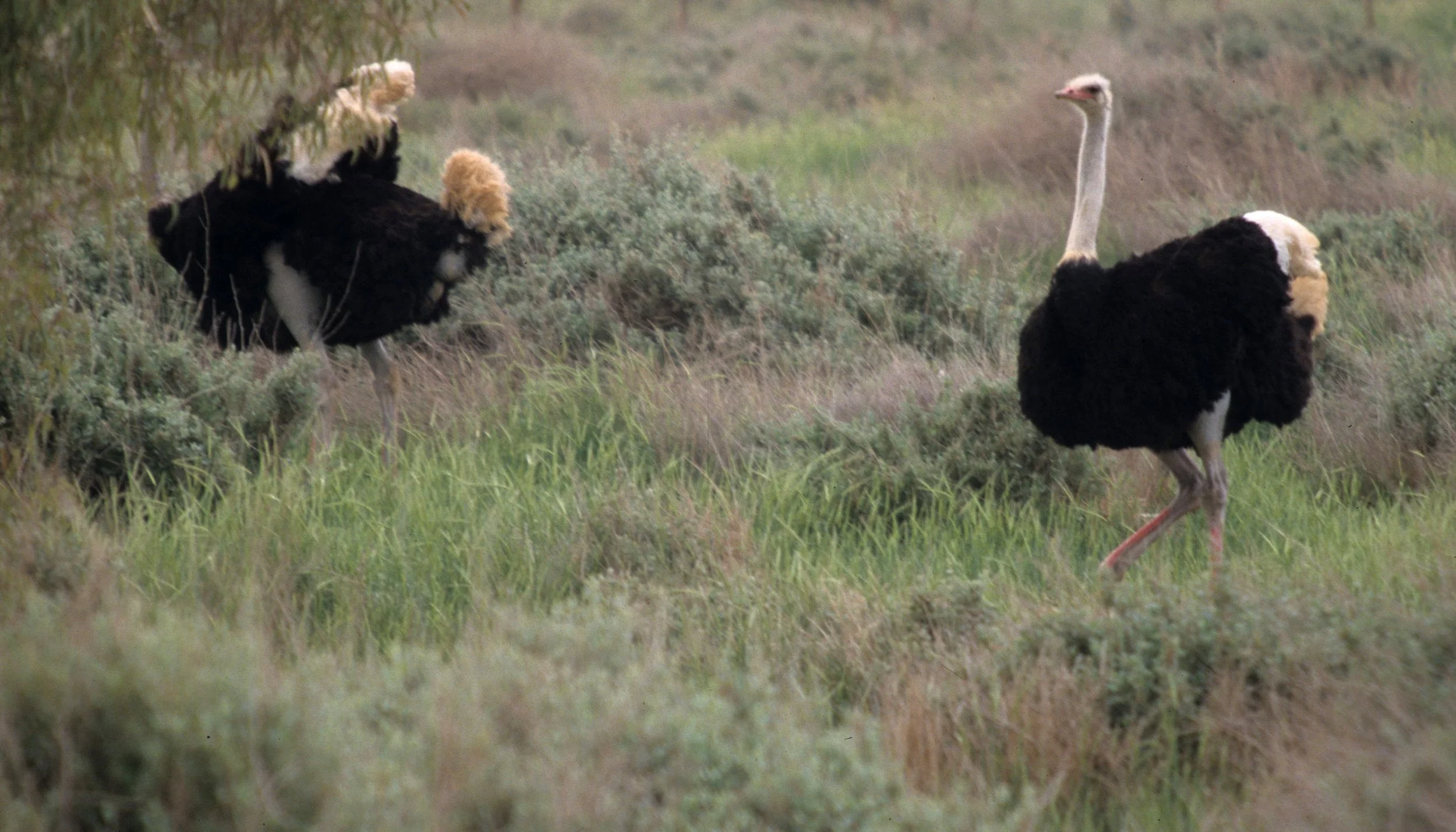 Struthio camelus camelus - NORTH AFRICAN (supposed to be SOMALI) OSTRICH - SHAUMARI RESERVE JORDAN (40).jpg