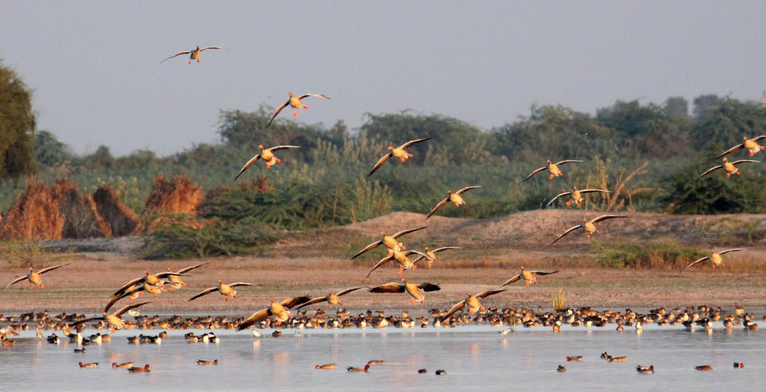 GOOSE - GREYLAG GOOSE - Anser anser - LITTLE RANN OF KUTCH GUJARAT INDIA (13).JPG