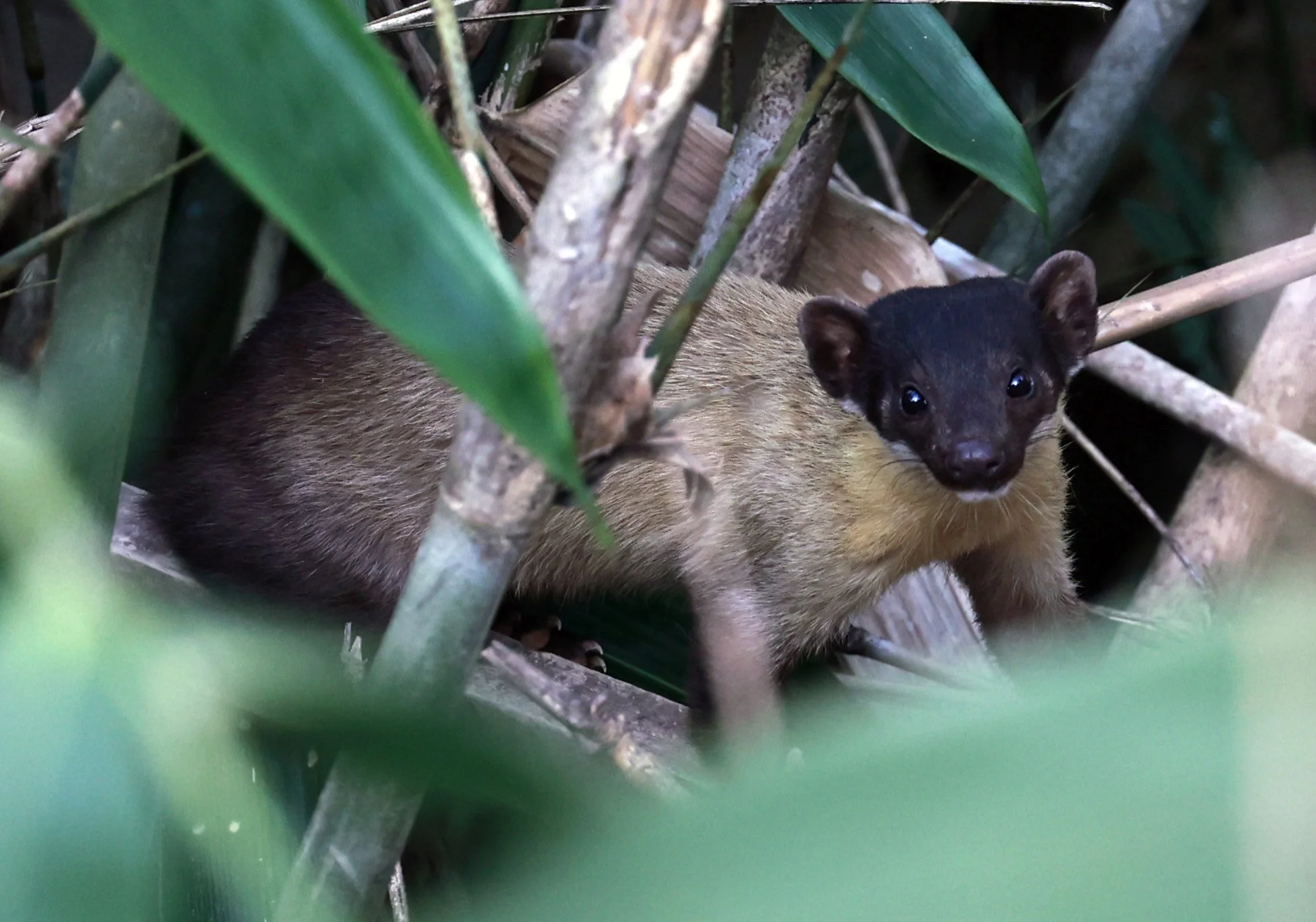 Yellow-throated Marten (Martes flavigula) Kaeng Krachan National Park Thailand, Jan 2025 (46).jpg