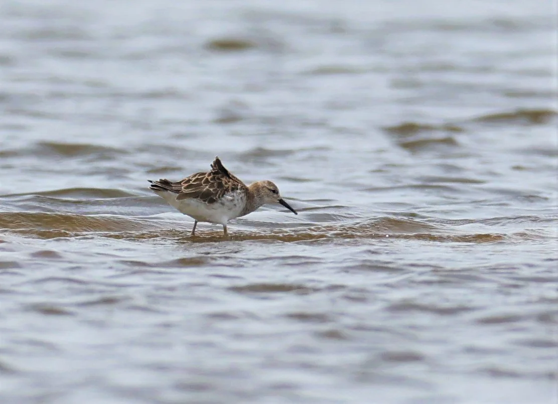 RUFF - Philomachus pugnax - CHACHOENGSAO  SALT PANS (3).jpg