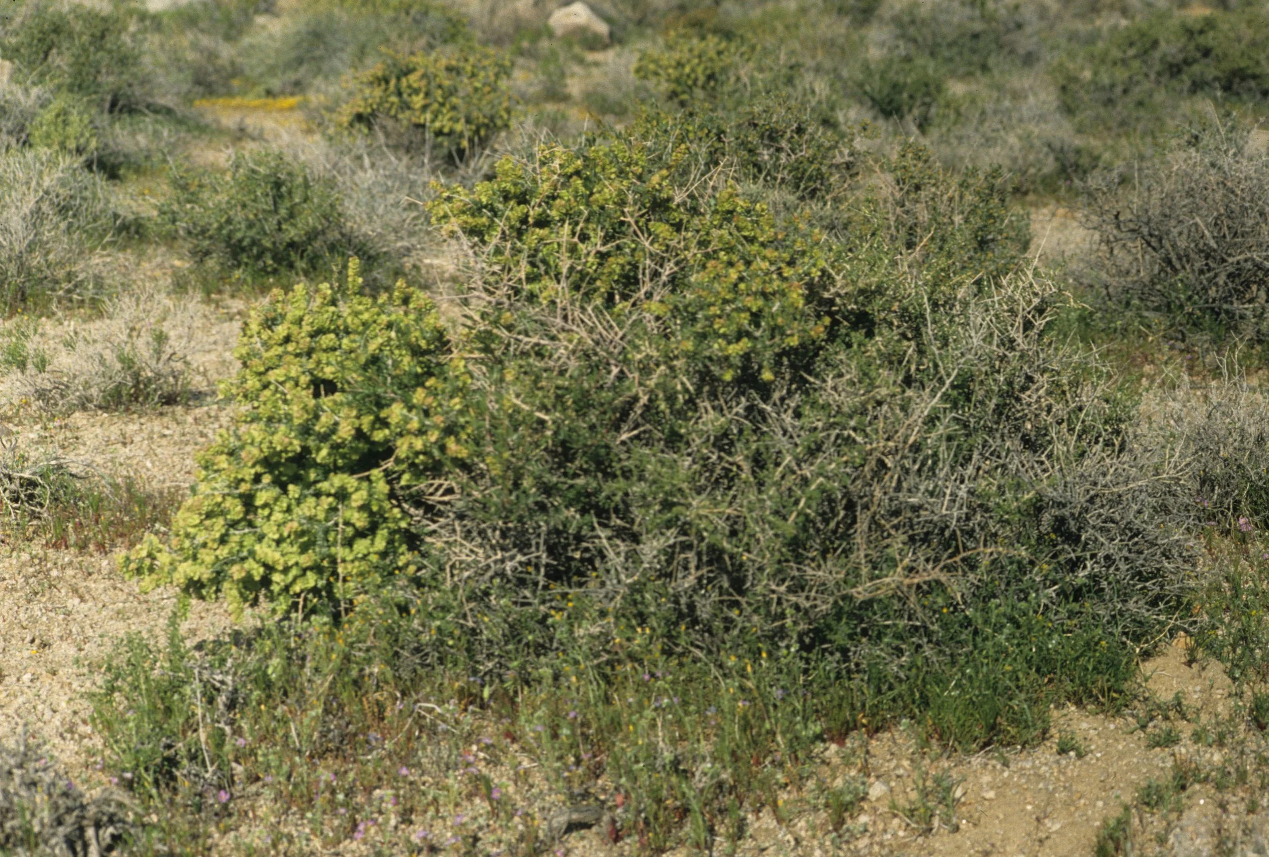 DEATH VALLEY - ATRIPLEX CONFERTIFOLIA - SHADSCALE.jpg