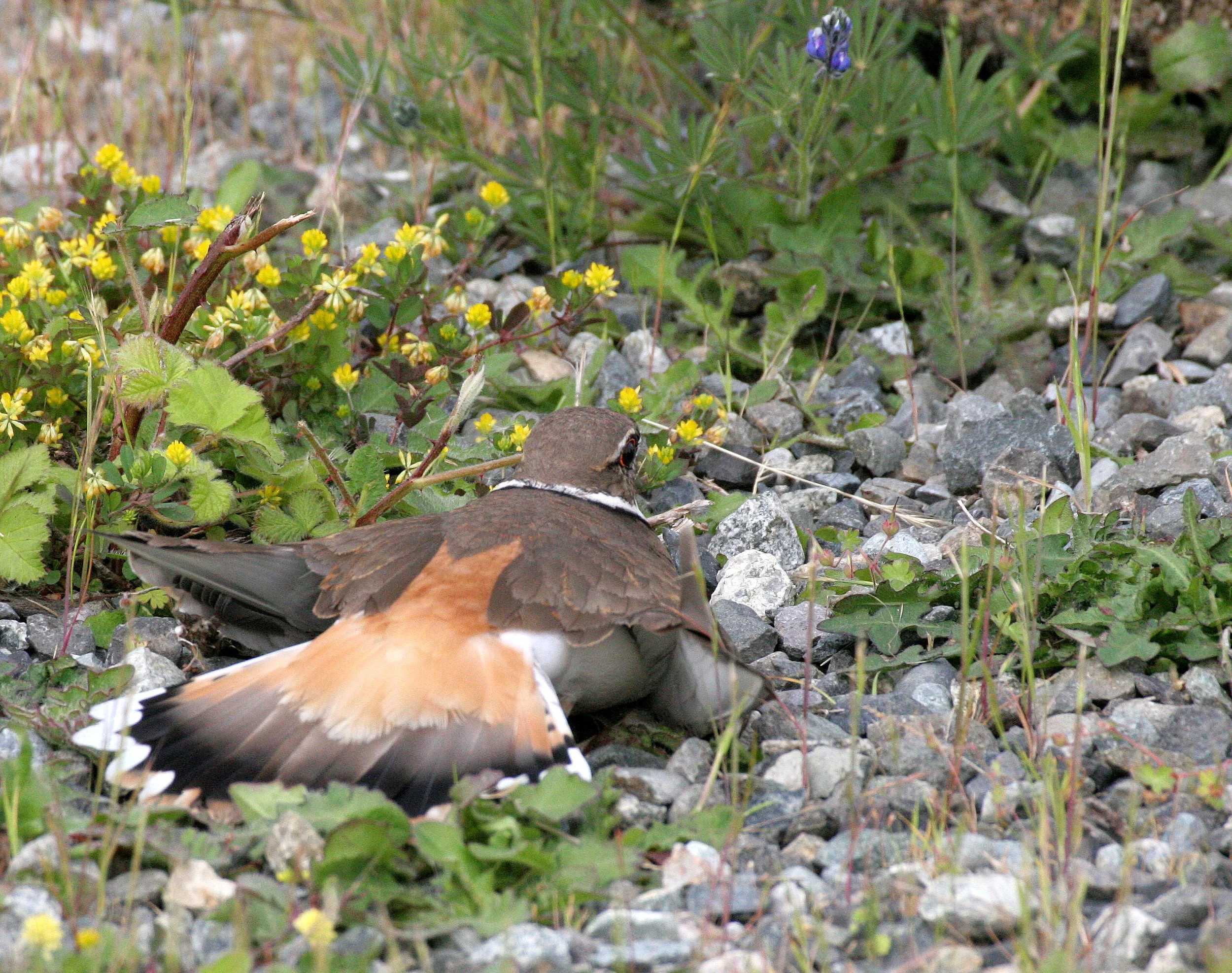 BIRD - KILLDEER - SEQUIM WA (13).JPG